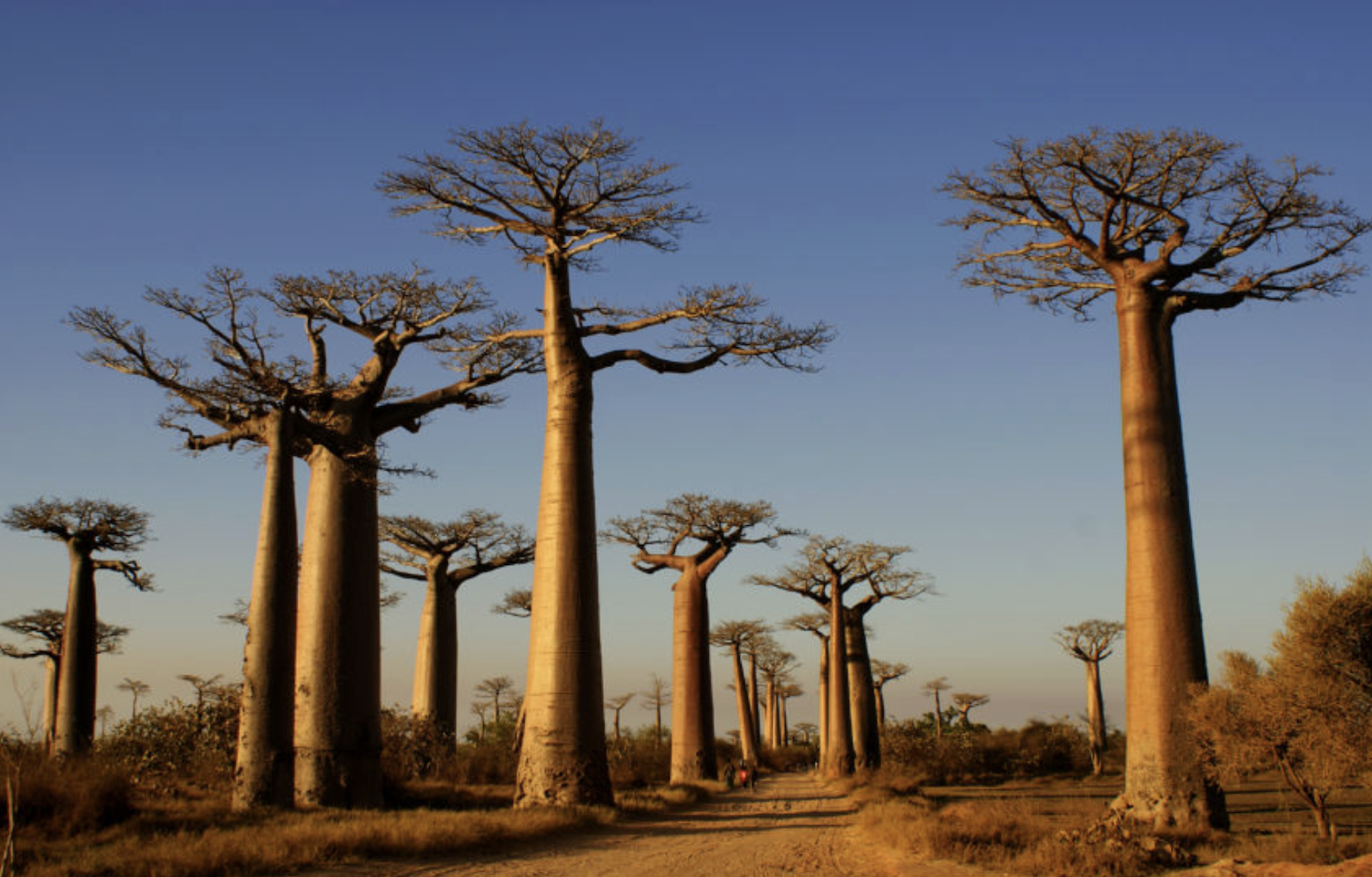 Baobab trees along a dirt path under a clear blue sky, with some small bushes and trees in the surroundings.