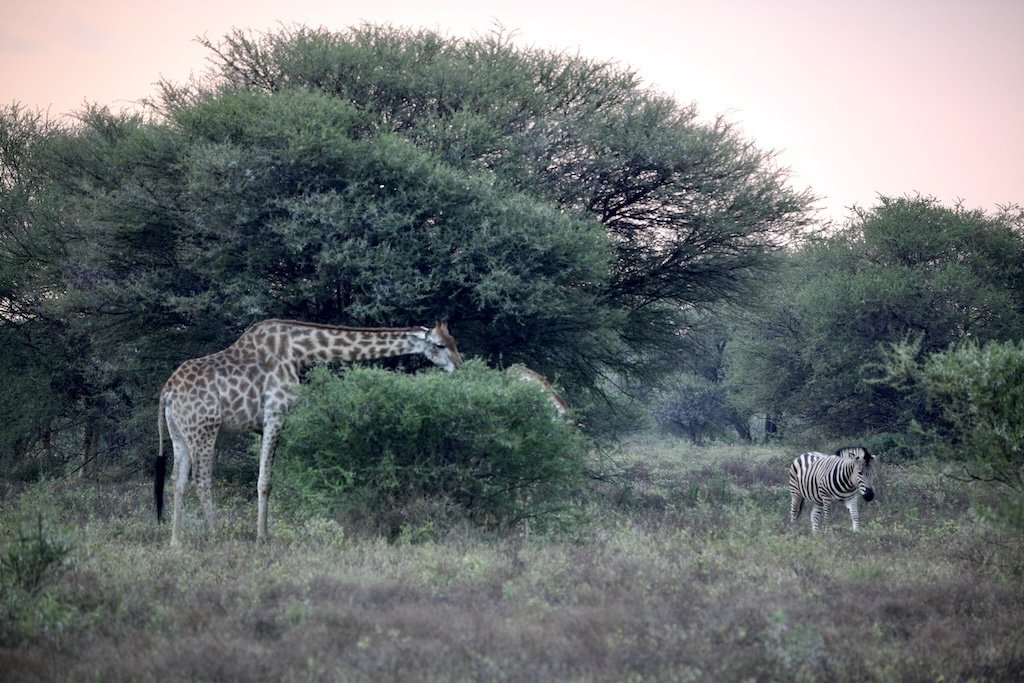 pink sky with giraffe and zebra marataba reserve