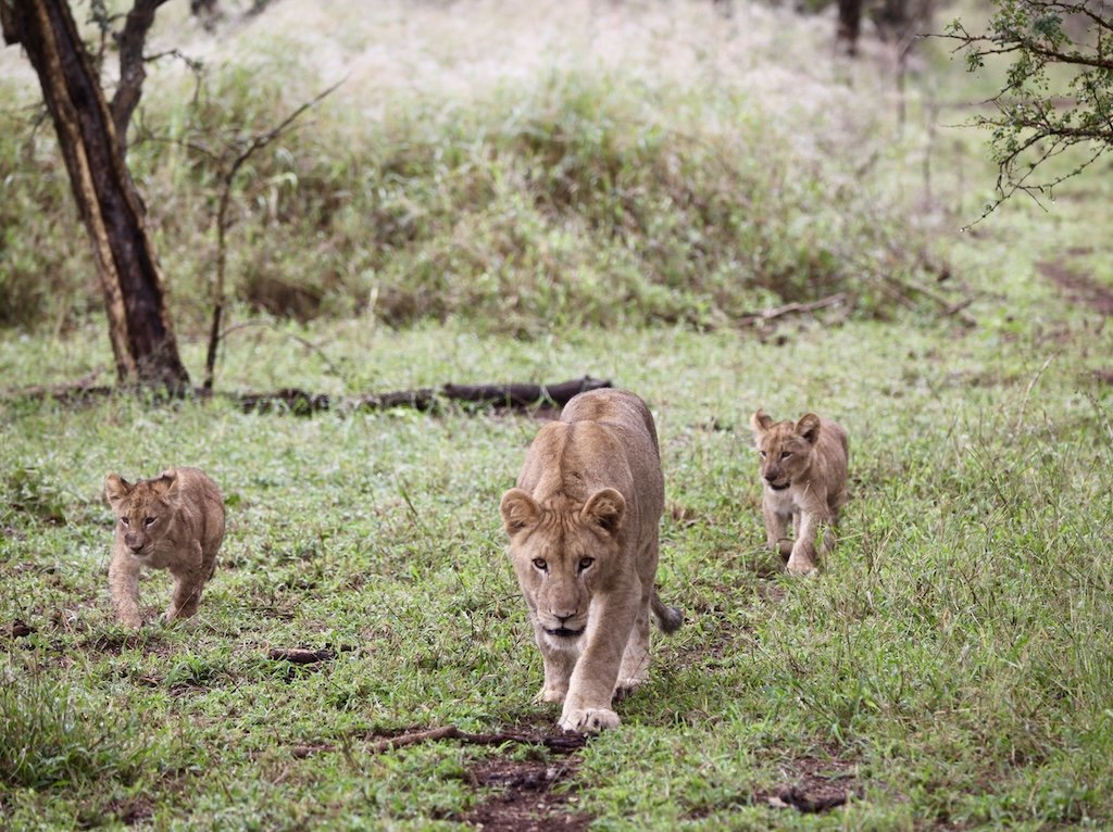 lioness and two cubs walking manyoni game reserve