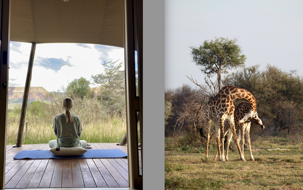 lady practicing peaceful yoga on safari