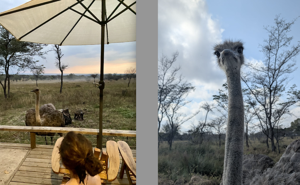 viewing wildlife, ostriches, from tent deck at Africamps Waterberg
