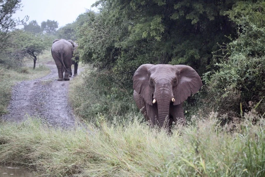 elephant sighting on the road in manyoni game reserve