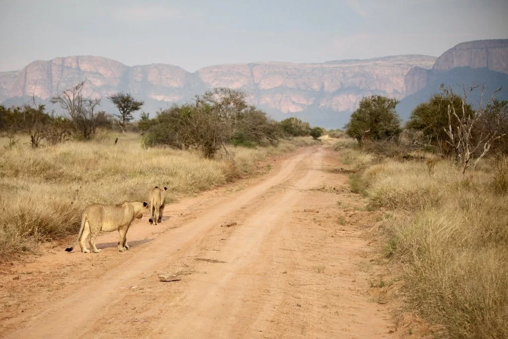 lion on sandy road marataba reserve