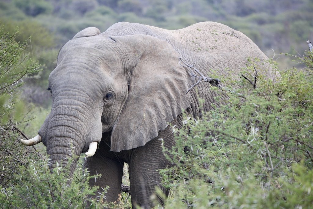elephant close up marataba safari lodge
