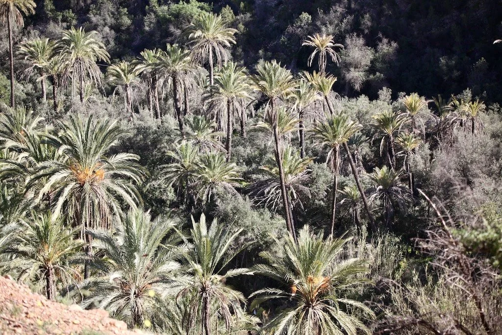 date palms in paradise valley