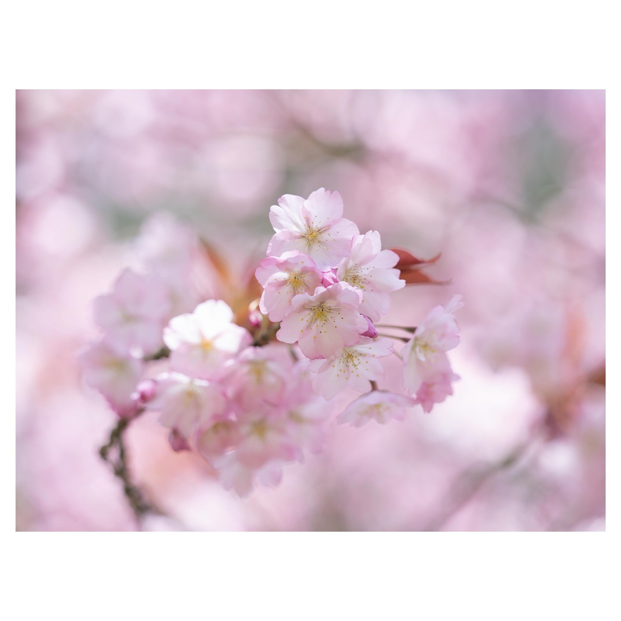 Spring III
.
.
.
.
.
#tree #spring #impressionism #zennature #blossom #elementsphotomag #landscapephotography #trees #woodlandphotography #landscapephotography #minimalmood #minimalism #abstractart #naturephotography #fineartphotography #artclassifie