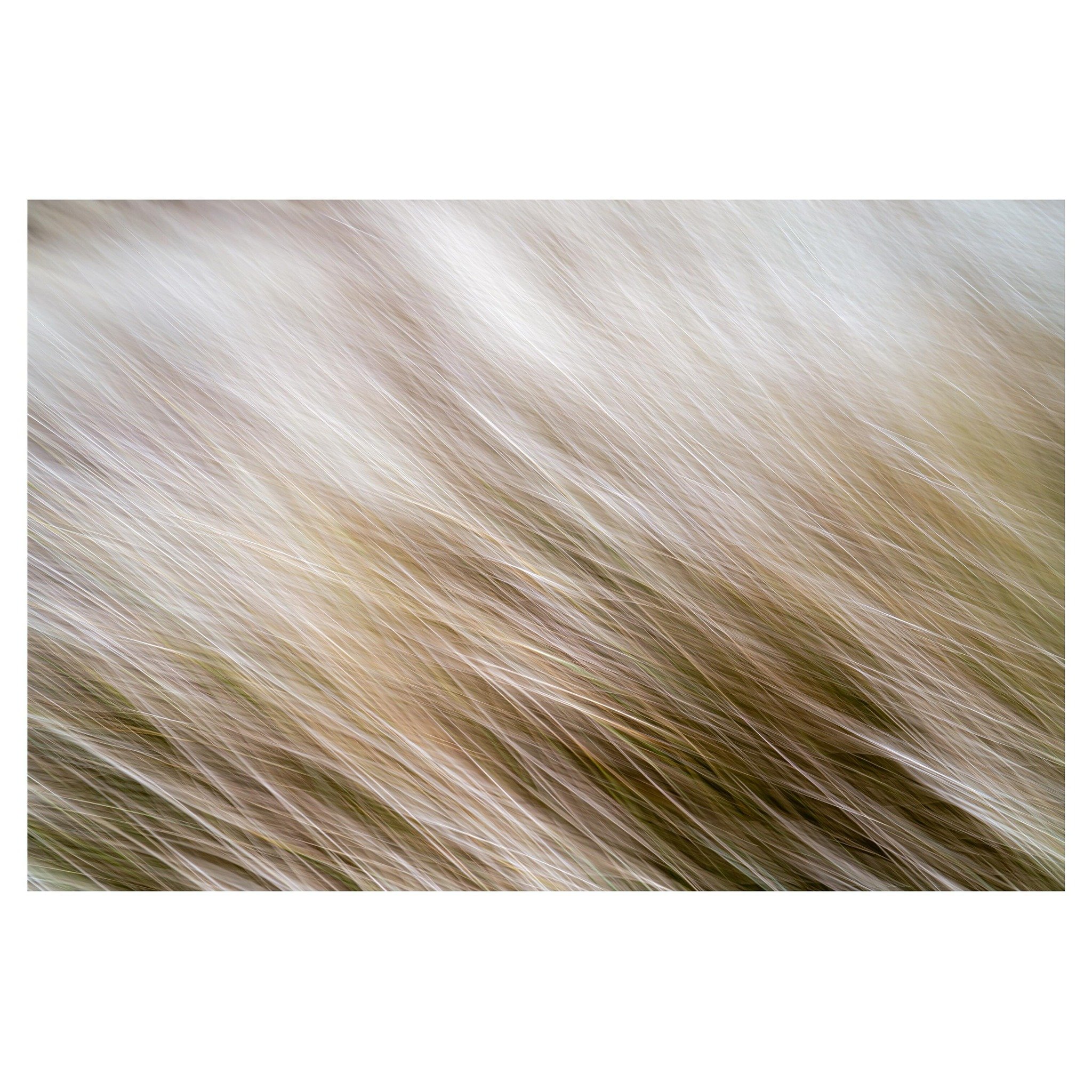 Marram grasses 
.
.
.
.
.
#dunes #marramgrasses #coastal #coastalphotography landscapephotography #coloursofnature #icm #icm_community #icmphotography #abstractphotography #fineartphotography #elementsphotomag #framesmag #minimal #outdoorphotographym