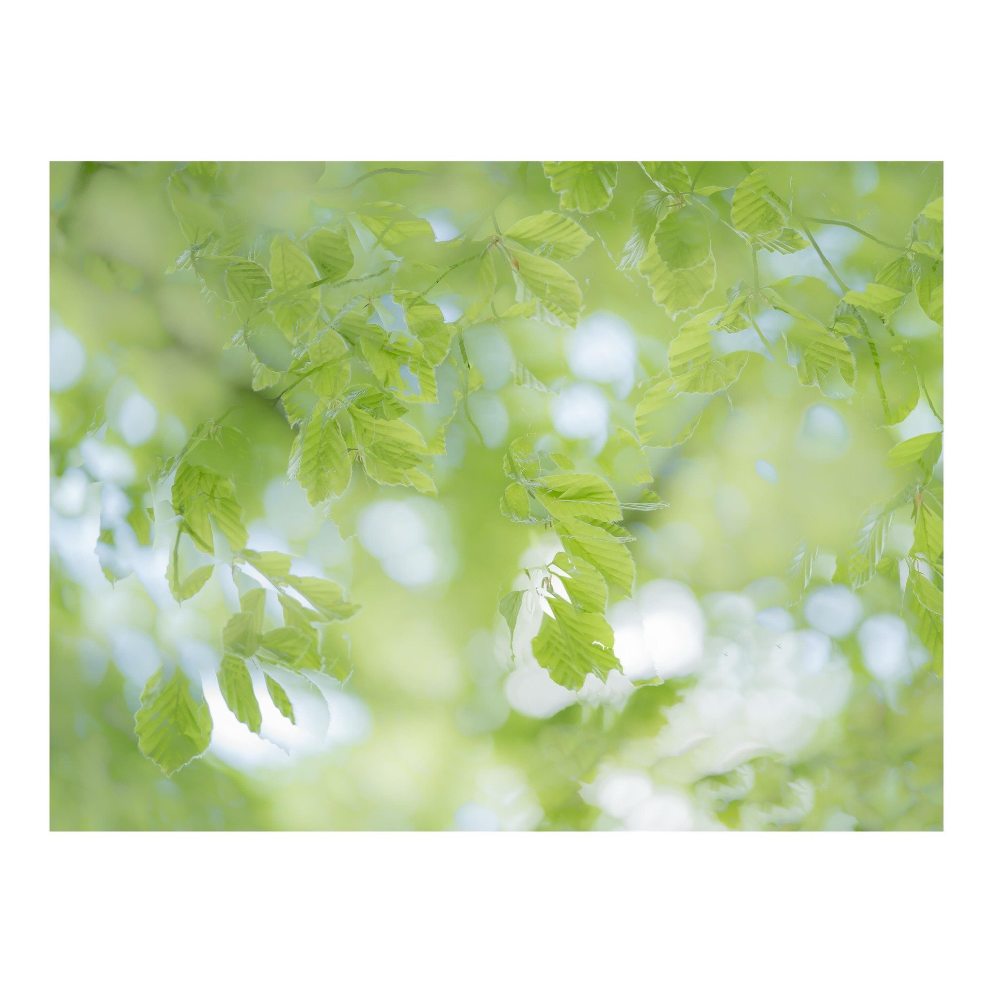 Spring greens
.
.
.
.
.
#spring #leaves #trees #woodland #impressionism abstractphotography #elementsphotomag #outdoorphotomag #landscapephotography #woodlandphotography #minimalmood #minimalism #abstractart #naturephotography #fineartphotography #ar