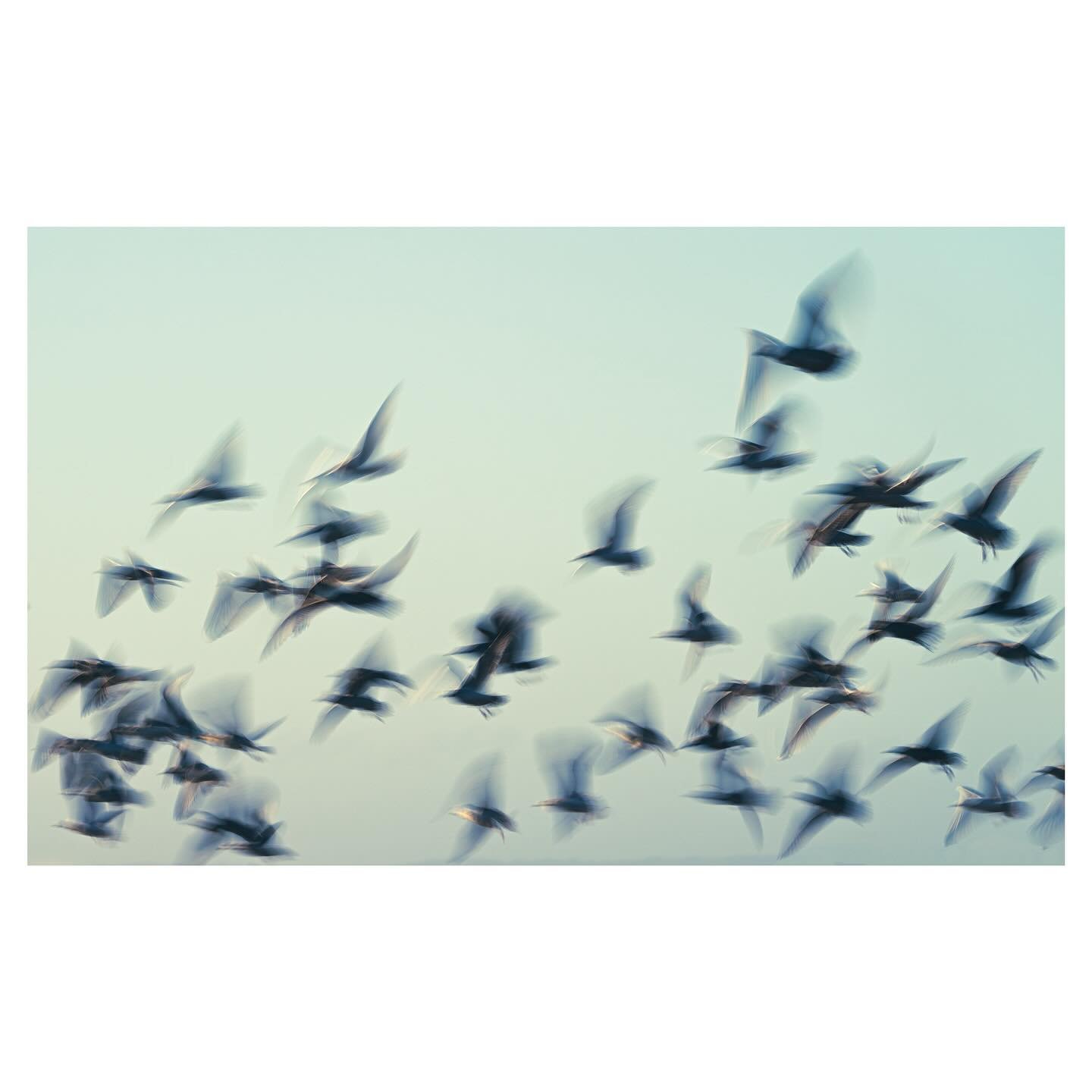 Taking flight
.
.
.
.
.
.
##birds #gulls #seagulls #coastal #coastal #ocean #landscapephotography #seascape #icm #takingflight #longexposure #coastalphotography #icmphotography #on_landscape #seascapephotography #impressionism #abstractphotography #e