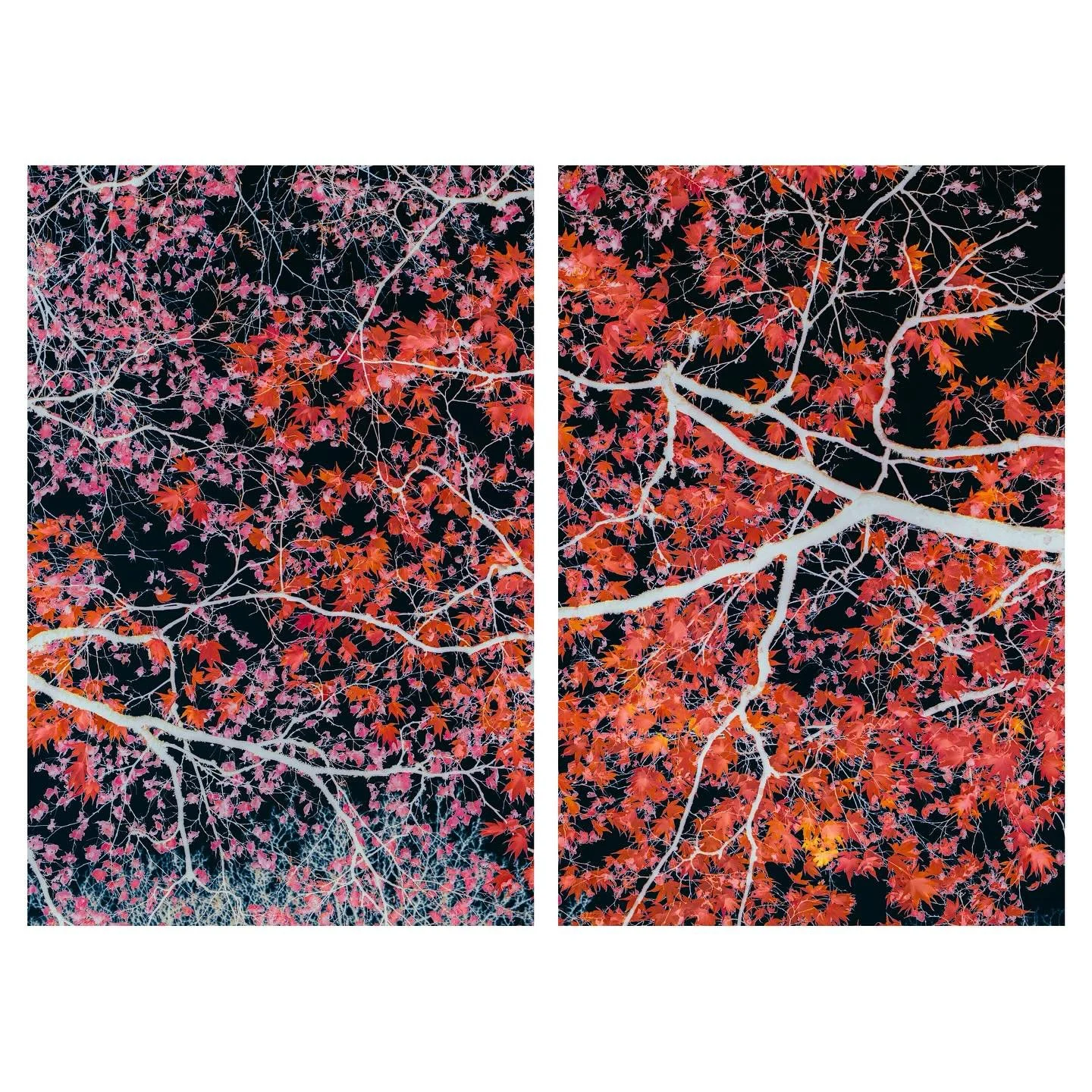 Interconnection - Diptych 
.
.
.
.
.
.
#diptych #branches #acer #autumn #woodland #impressionism #zennature #elementsphotomag #woodlandphotography #abstractart #naturephotography #fineartphotography #artclassified #framesmag  #on_landscape #outdoorph