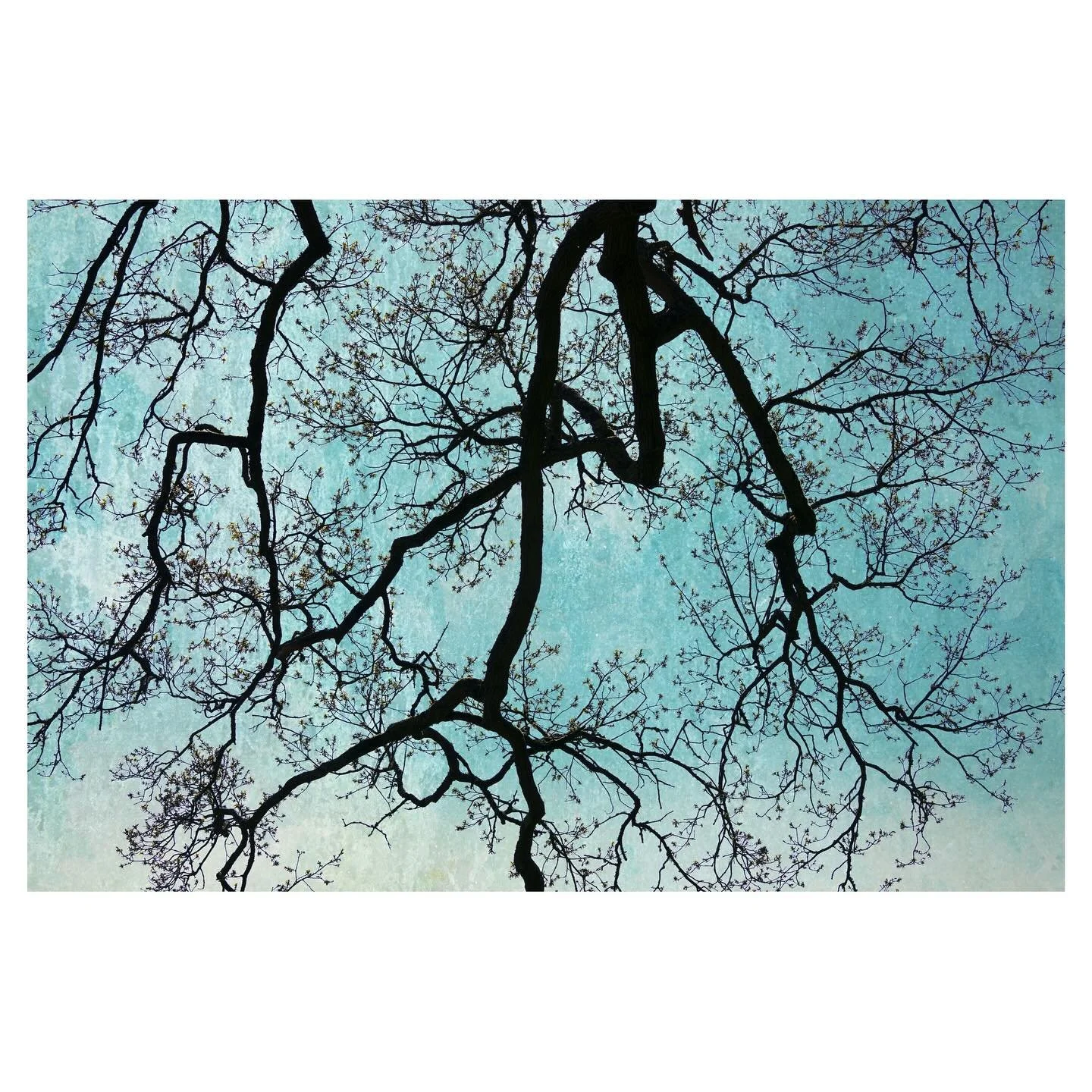 Untitled - for now.
.
.
.
.
.
.
.
#branches #tree #treephotography #woodland  #landscapephotography #fineartphotography #outdoorphotomag #elementsphotomag #lifeframer #on_landscape #framesmag #naturephotography
