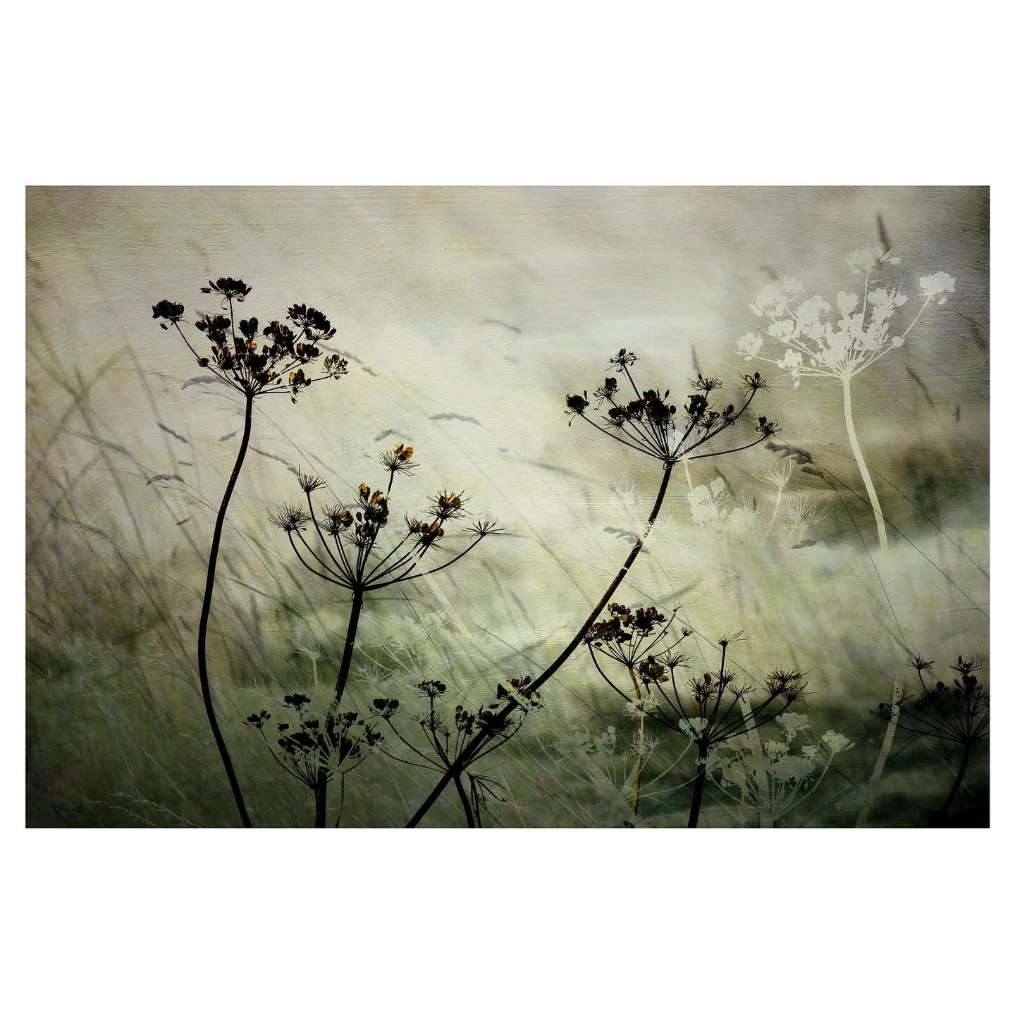 Hogweed 
.
.
.
.
.
.
#hogweed #abstractart #abstractphotography #naturephotography #elementsphotomag #framesmag #outdoorphotomag #framesmag #wildflowers #on_landscape #hedgerows