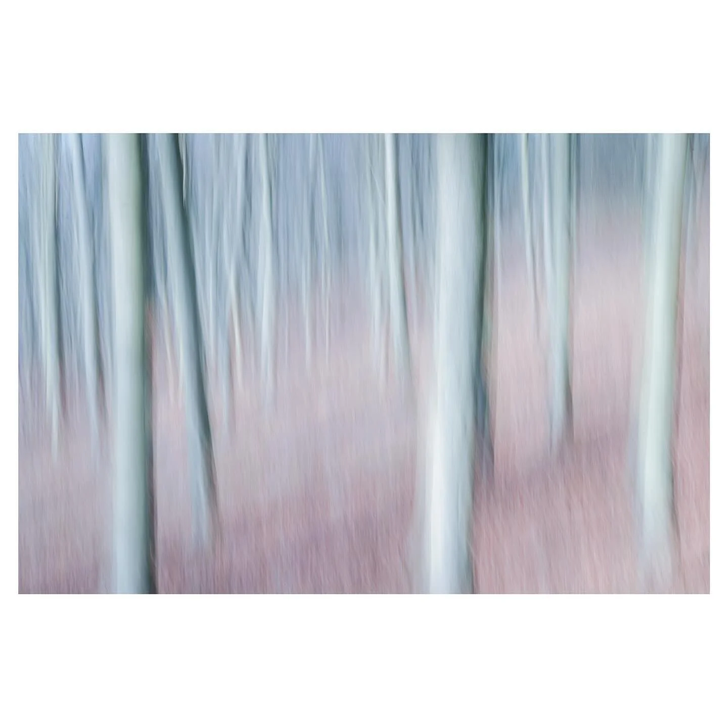 Woodland Impressions 
.
.
.
.
.
.
#woodland #icm #icmphotography #woodlandphotography #impressionism #abstractphotography #elementsphotomag #outdoorphotomag #framesmag #on_landscape #icm_community
