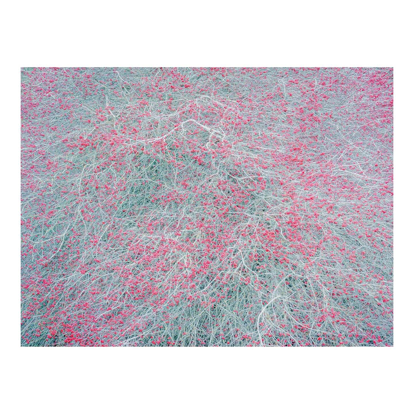 Winter Berries
.
.
.
.
.
.
#winter #berries #abstractnaturephotography #woodlandphotography #elementsphotomag #outdoorphotomag #framesmag #on_landscape #minimalist #artclassifield #abstractphotography