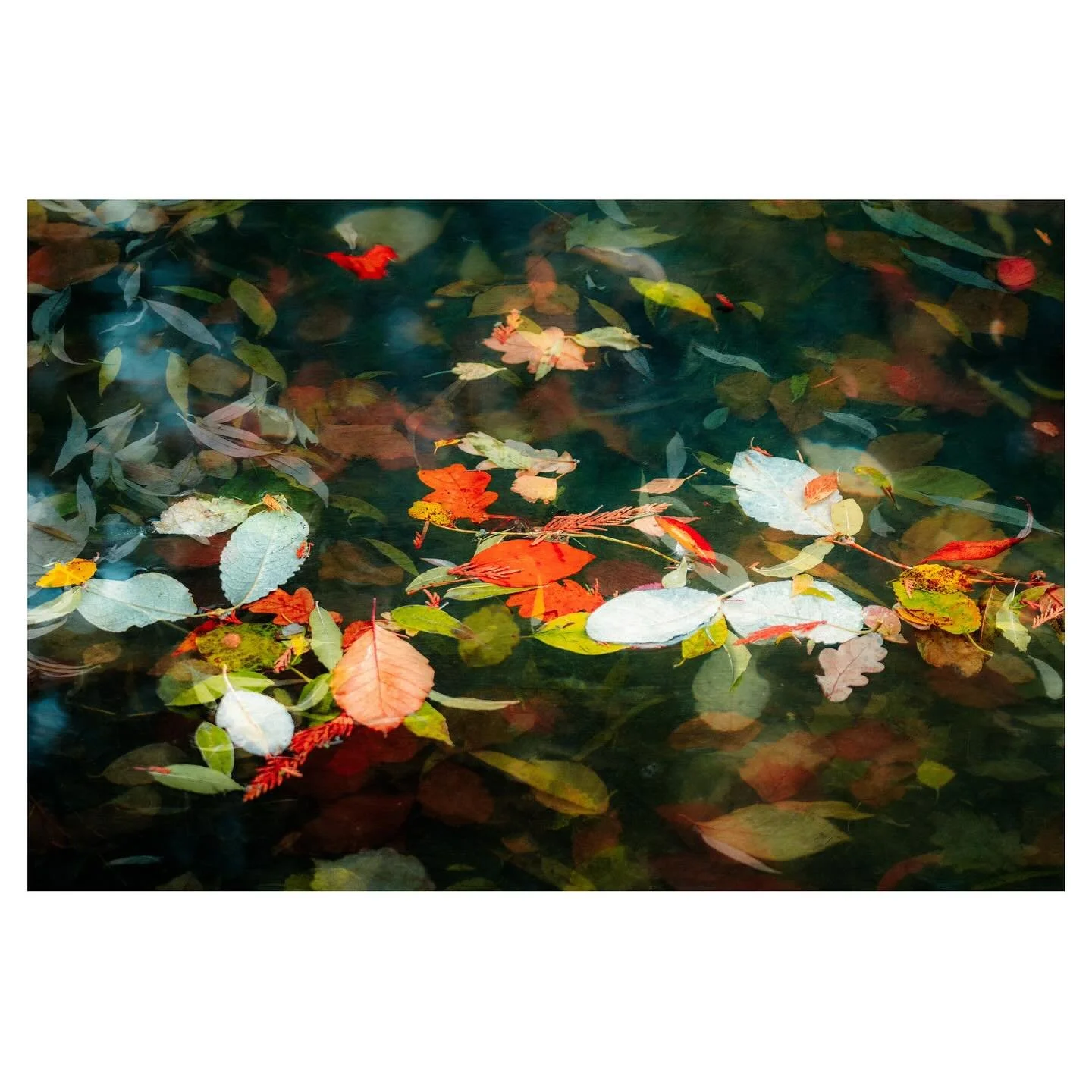 Season&rsquo;s Rest 
.
.
.
.
.
.
.
#floating #leaves #autumn #pond #fallcolors #leavesonwater #autumncolors #elementsphotomag #on_landscape #outdoorphotomag #framesmag #zenphotography #stillwater