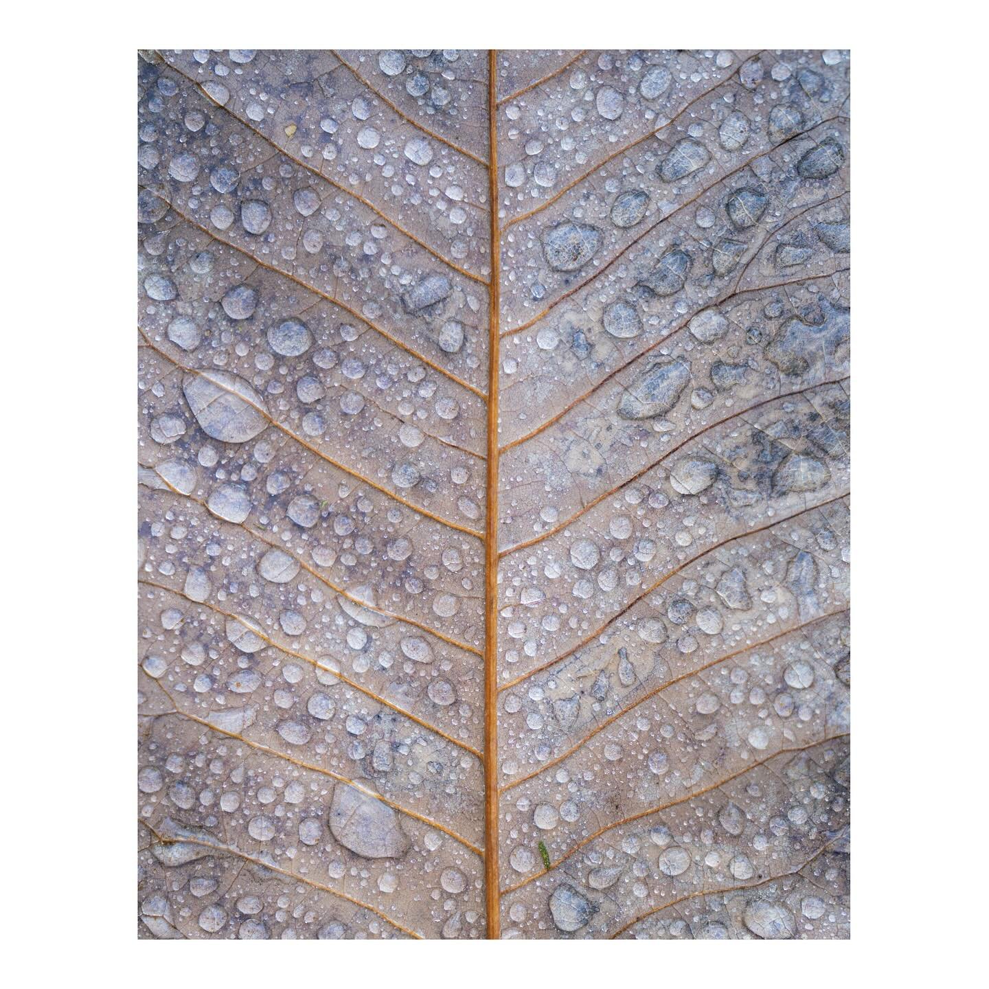 After the rain&hellip;
.
.
.
.
.
.
#raindrops #droplets #fallenleaf #autumncolour