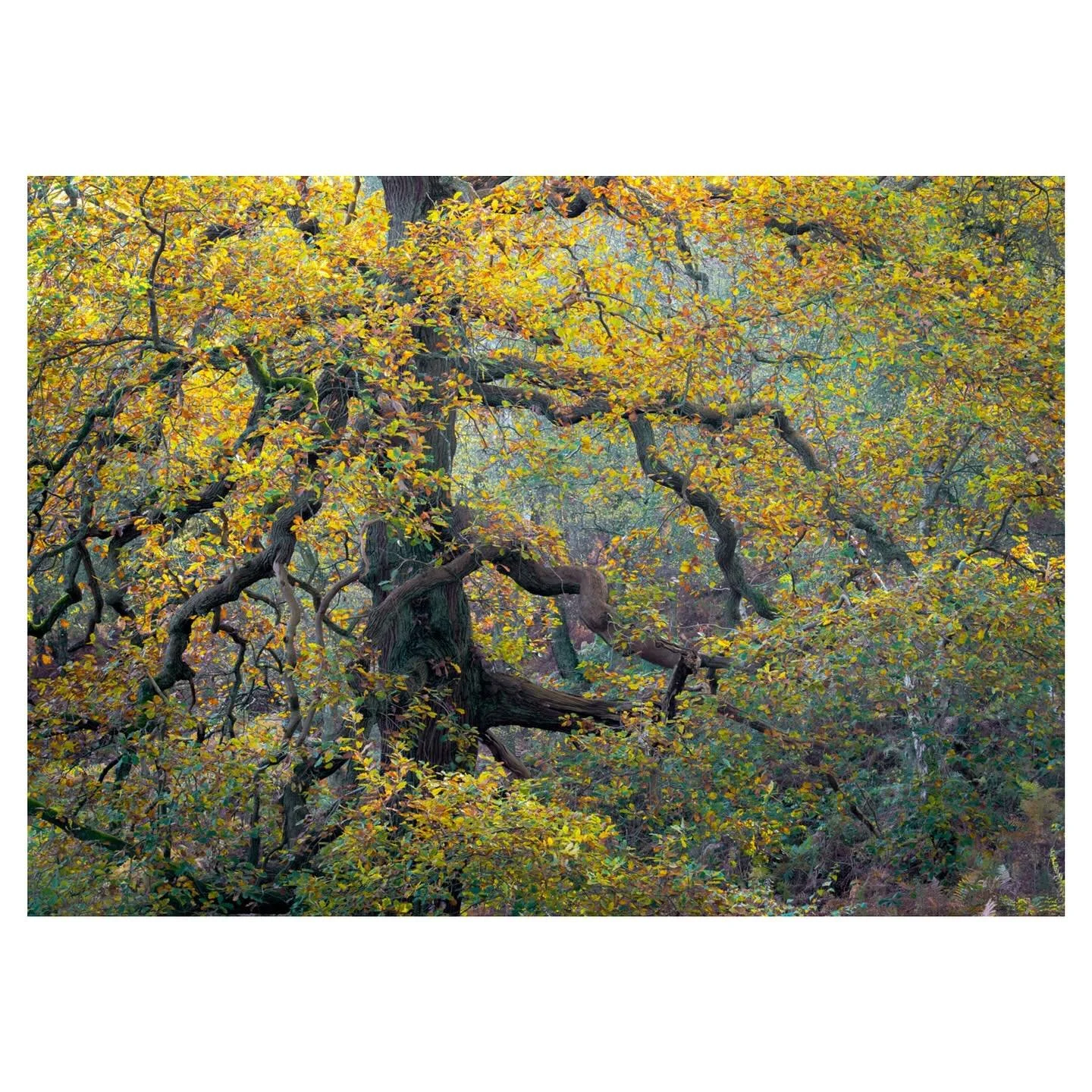 The Mighty Oak - what a magnificent presence.  This incredible tree, with its gnarled branches, has been growing here for 500-600 years, standing through centuries of change.
.
.
.
.
.
.
#themightyoak #oaktree #woodlandphotography #autumncolour