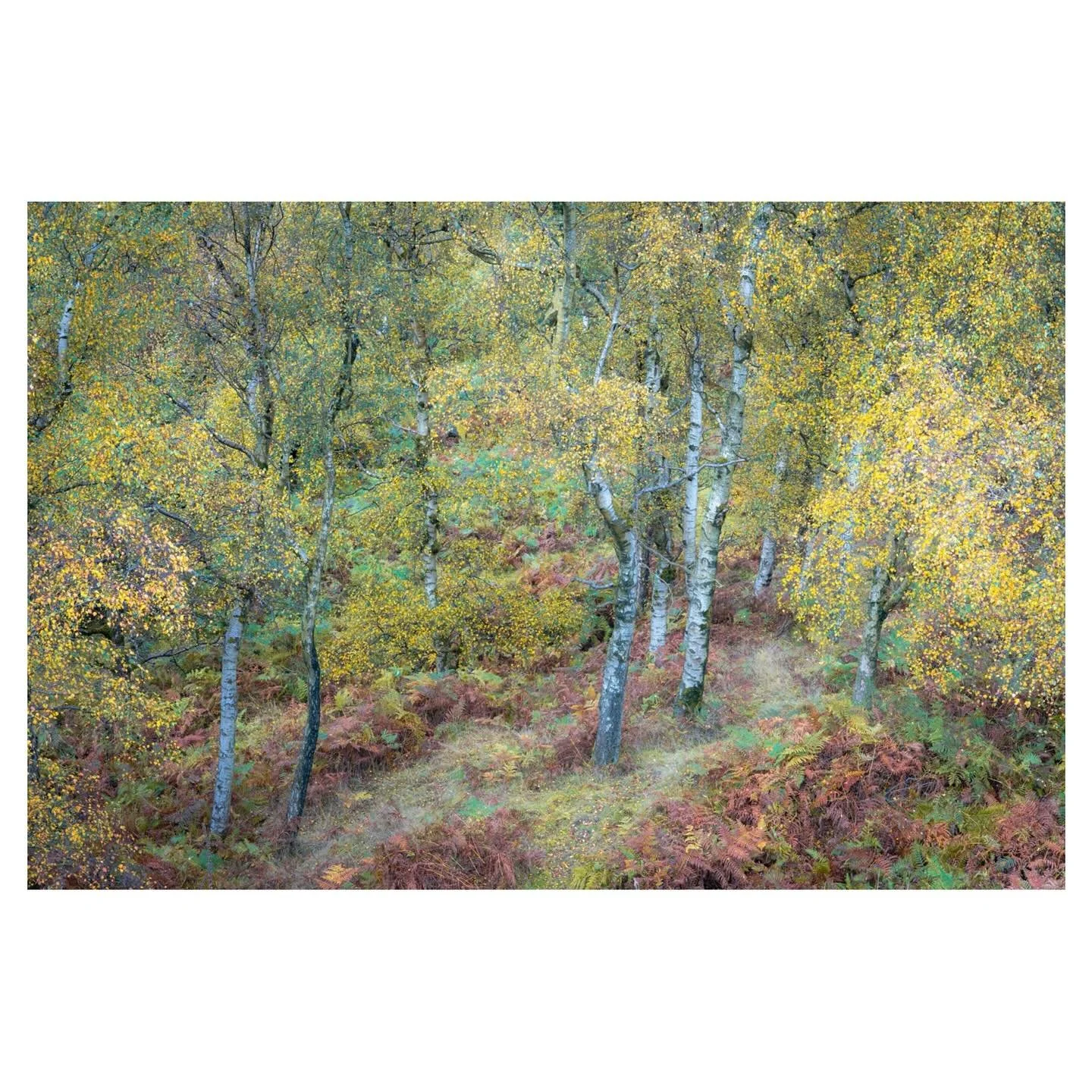 Silver Birches - they never disappoint in autumn.
.
.
.
.
.
.
#silverbirch #autumn #woodland #impressionism #woodlandphotography #autumncolour #elementsphotomag #on_landscape #framesmag