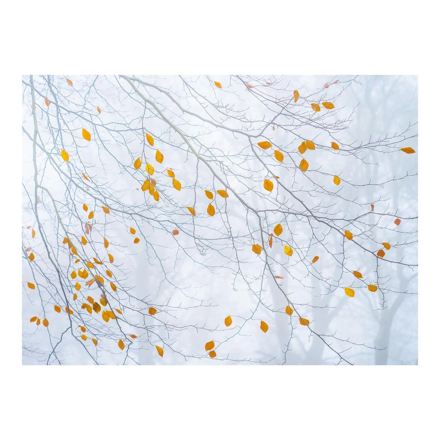 Last Colour - delighted that this was one of two of my images shortlisted for the @cupoty awards this year in the Intimate Landscape category. 
.
.
.
.
.
.
#lastcolour #mist #woodland #cupoty #minimal #intimatelandscape