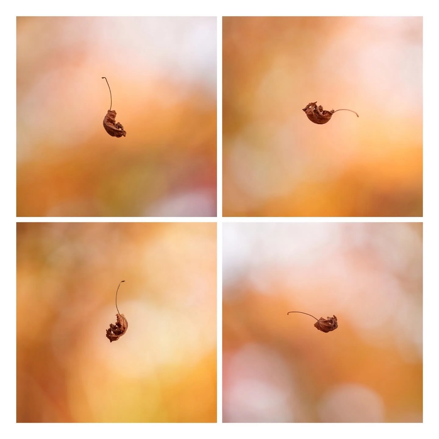 Floating Leaf -  a single weather-worn leaf hung suspended in the autumn air, held by the thinnest of threads, invisible to the eye. It drifted and twisted with the breeze, each gust sending it spinning and swaying, yet it never fell. It hovered as i