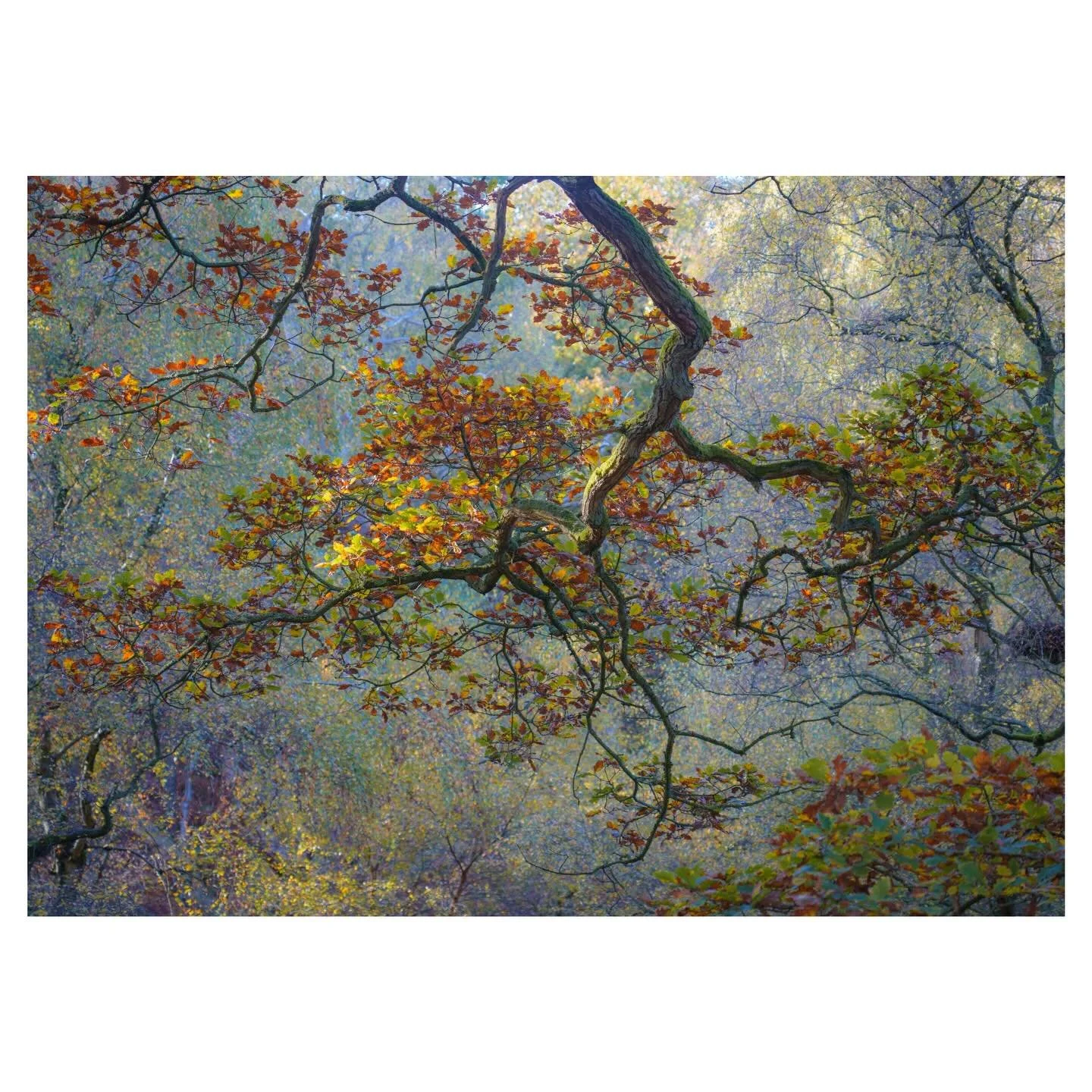 The mighty oak returns, ever majestic. I was lucky with the light here, a shaft of light illuminated the branch just as I was preparing to take the shot. 
.
.
.
.
.
#oaktree #branch #woodland #autumncolour