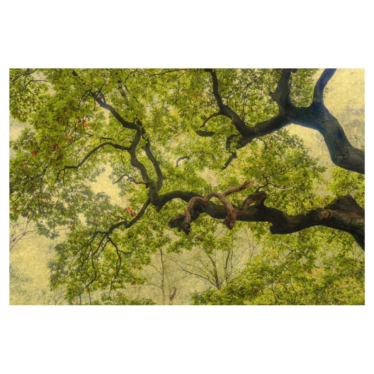 Another majestic oak branch, this with a touch of Japanese influence.
.
.
.
.
.
#oak #oaktree #branch #woodlandphotography #zennature