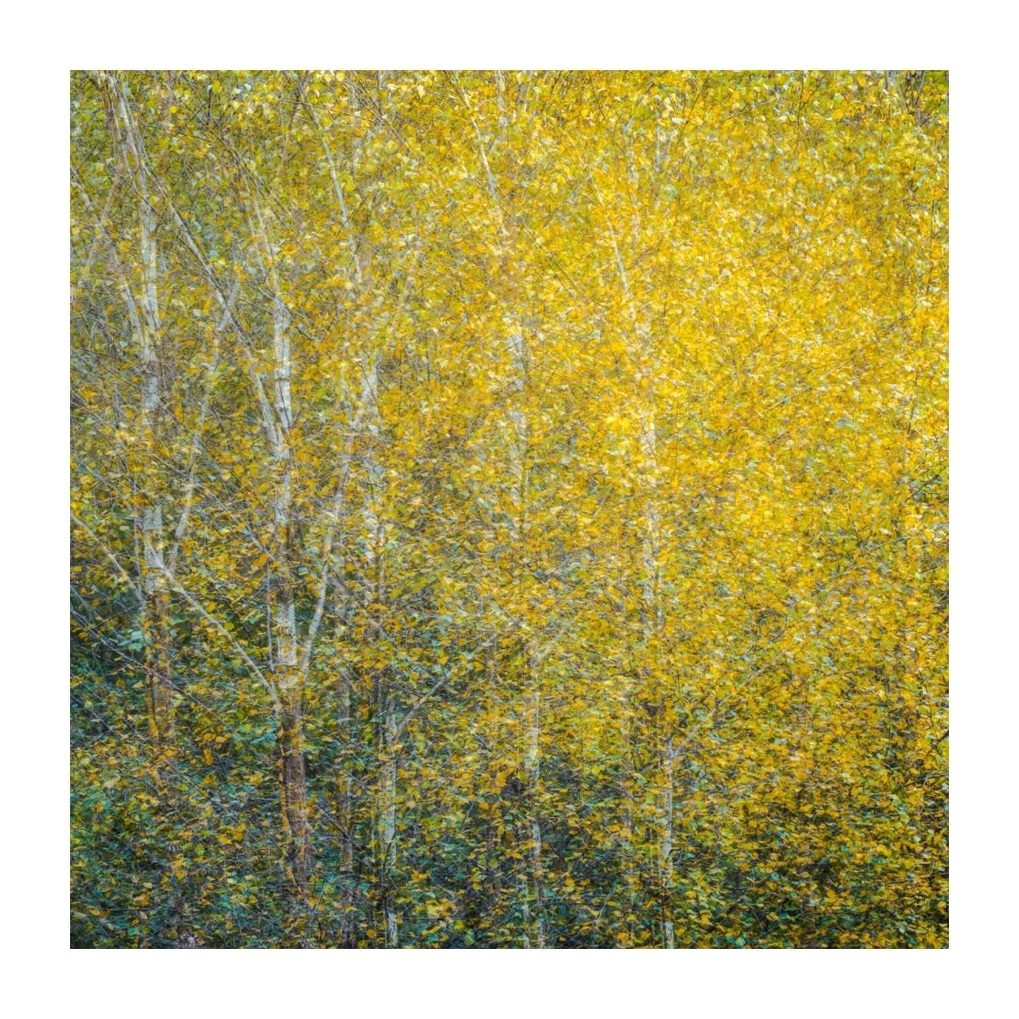 Silver birches - a splash of autumn colour to brighten this otherwise drab, dank morning. 
.
.
.
.
.
#silverbirches #autumn #woodland