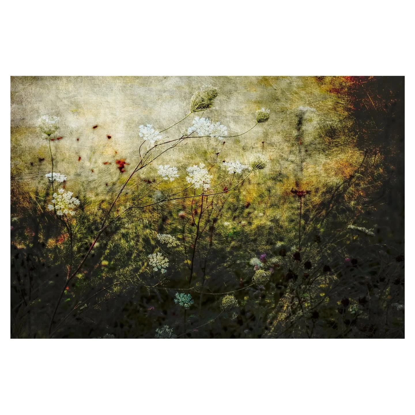 I&rsquo;d forgotten about this one&hellip;
.
.
.
.
#field #wildflowers #countrysidewalk