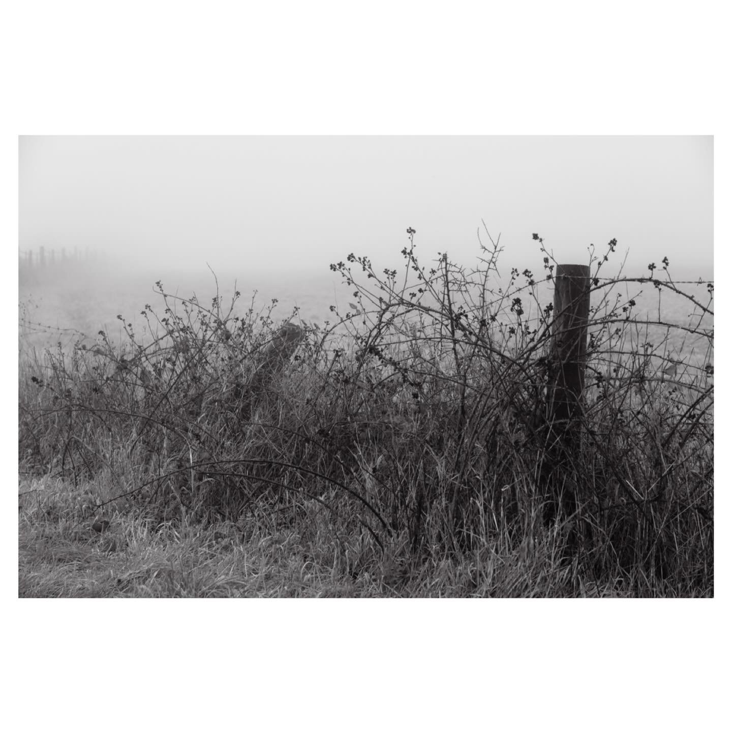A foggy, damp morning, a weathered fence, and some brambles - nothing dramatic, but one of those moments you stop and look a little longer.
.
.
.
.
#foggy #fence #field #brambles #bnw