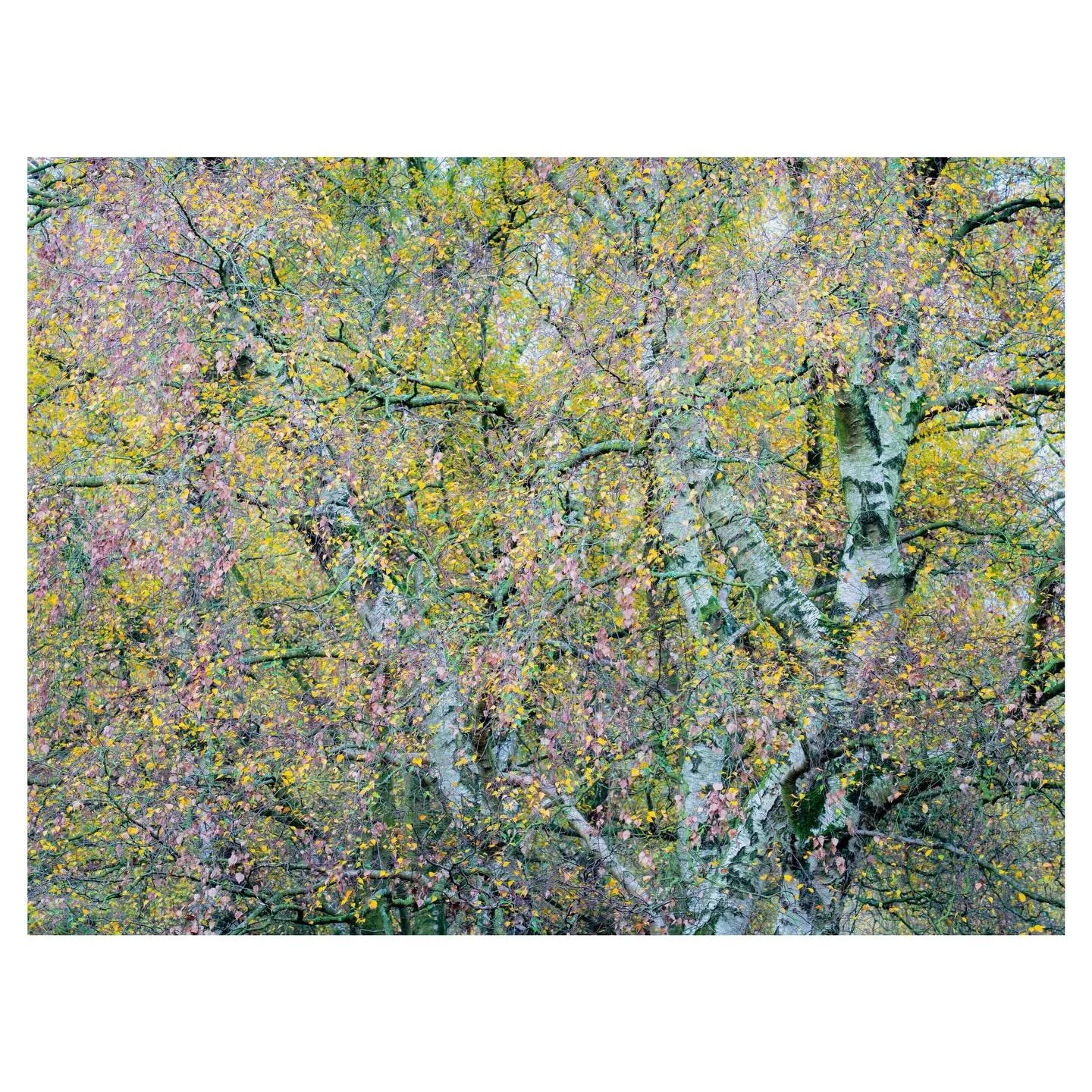 Woodland colour&hellip;
.
.
.
.
#autumn #colour #woodland