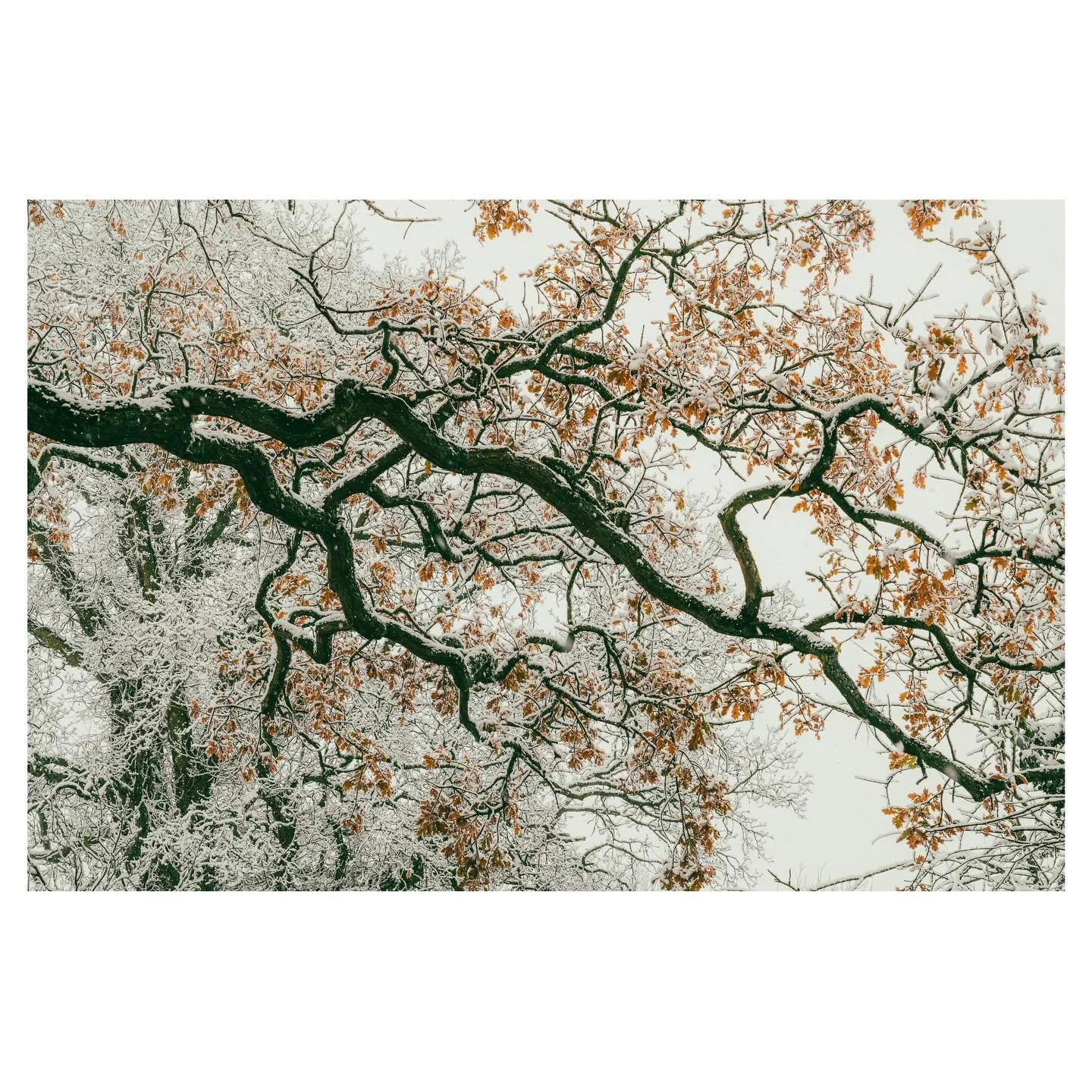 When seasons meet
.
.
.
.
#snowladenbranches #branch