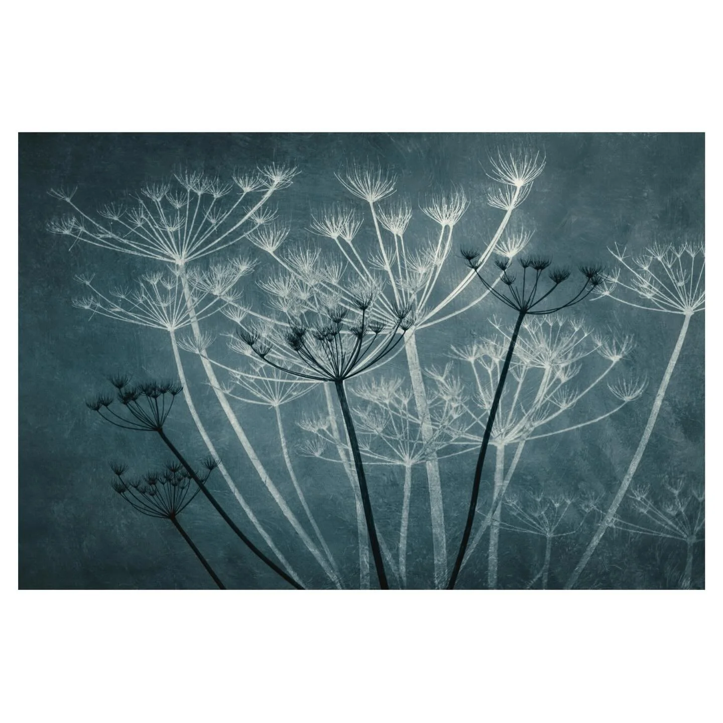 Hogweed in winter - stripped back to its architecture. Not the most striking flower in summer, but beautiful once winter reveals the structure.
.
.
.
.
#hogweed #naturestructures #abstractphotography