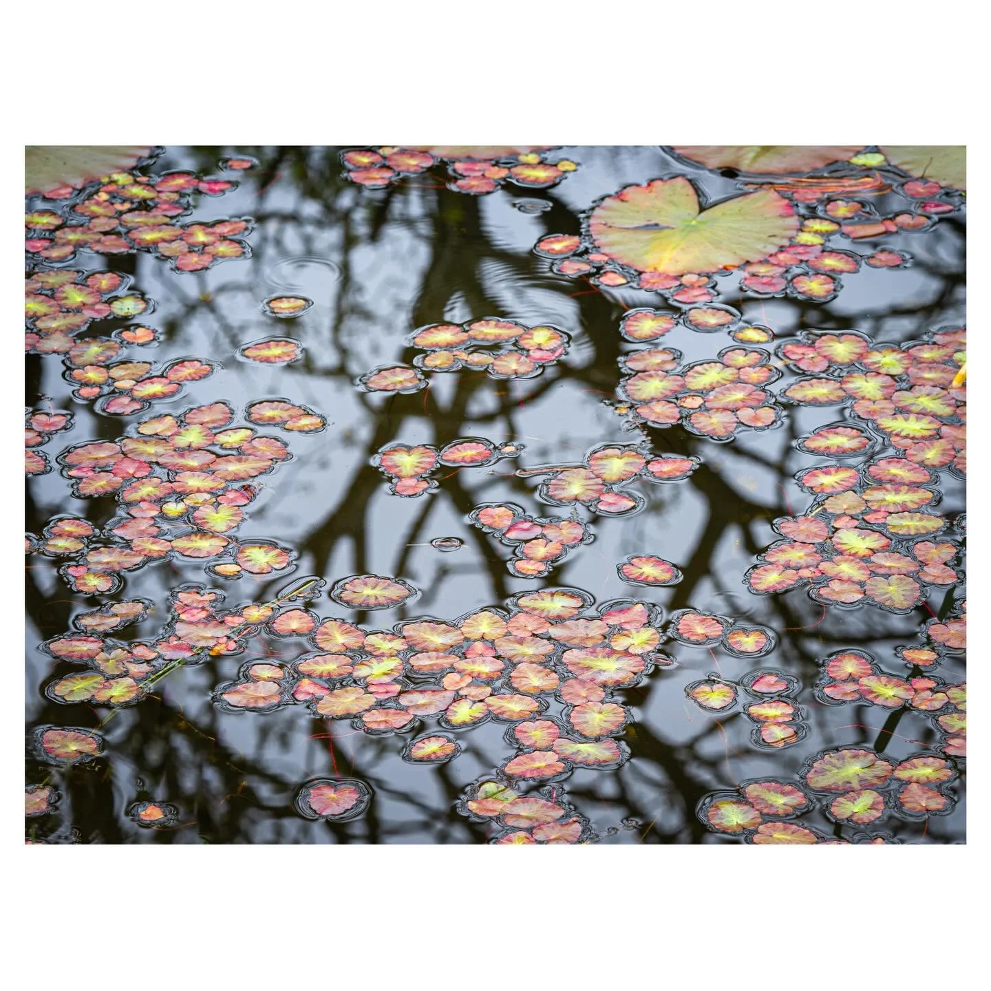 Floating above a borrowed sky&hellip;
.
.
.
.
#pond #reflections #floating