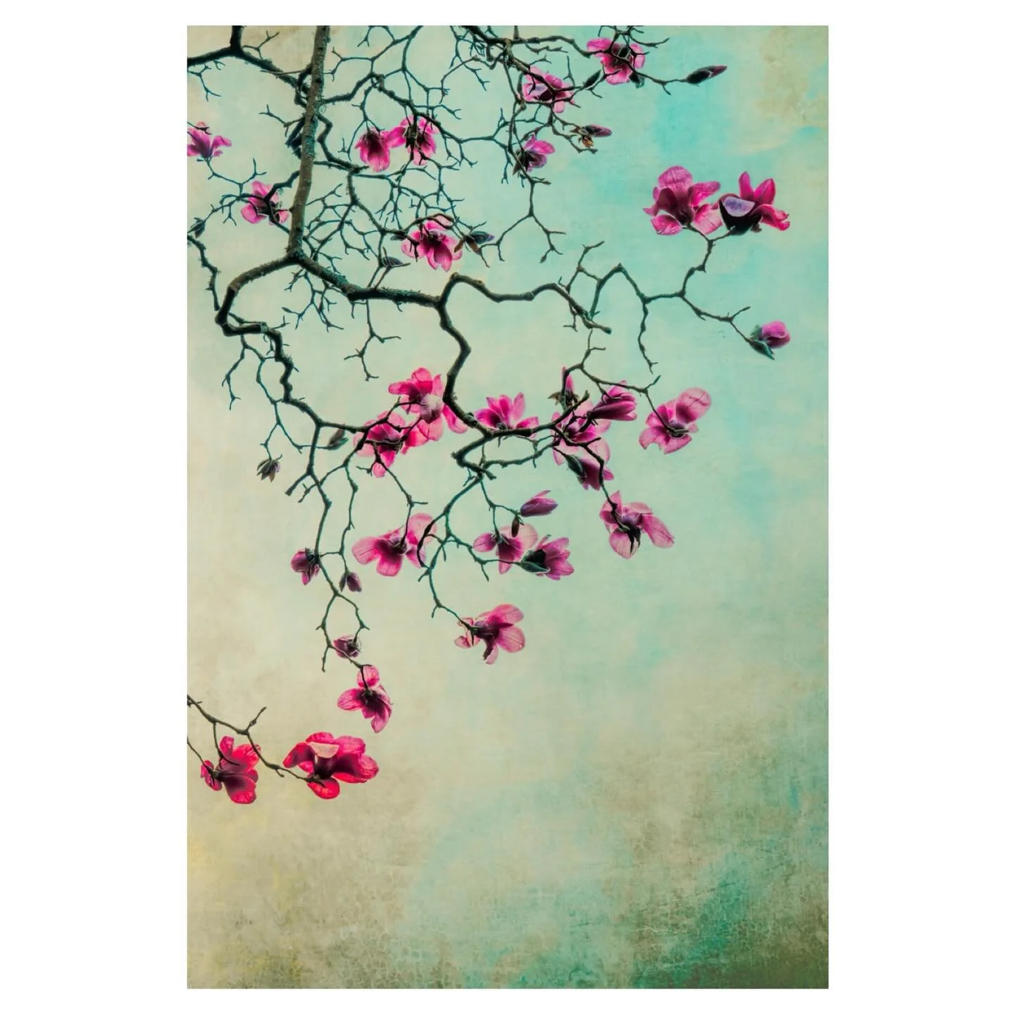 Magnolia Study I - it&rsquo;s that time of year&hellip;
.
.
.
.
#magnolia #spring