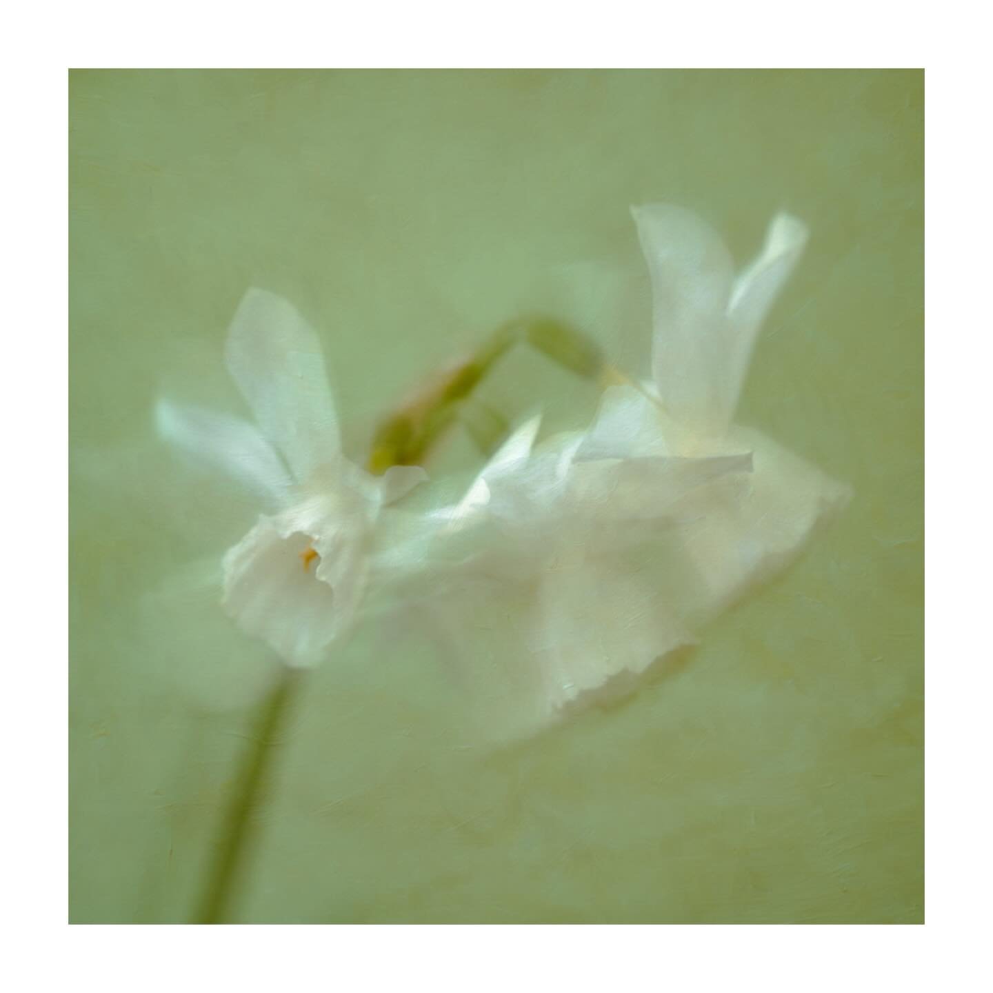 Three daffodils - worth a closer look&hellip;
.
.
.
.
#daffodils #spring #impressionist #flora