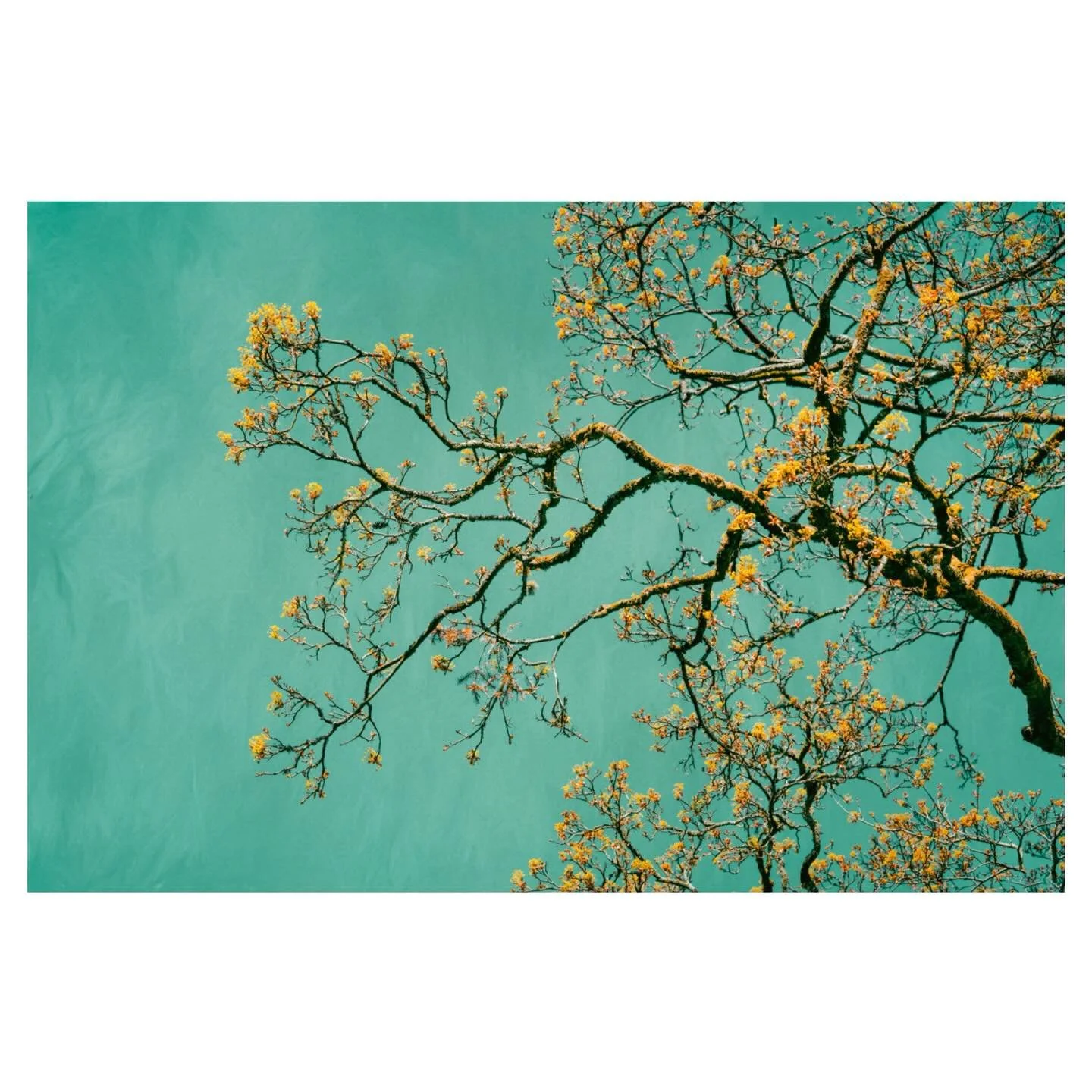 Emergence II
.
.
.
.
#spring #emergence #branch