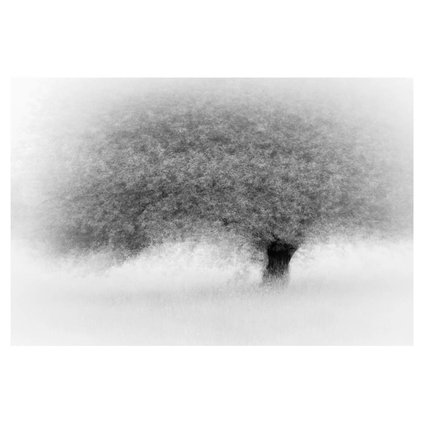 Impressions 
.
.
.
.
.
#tree #impressions #bnw #blackandwhitephotography