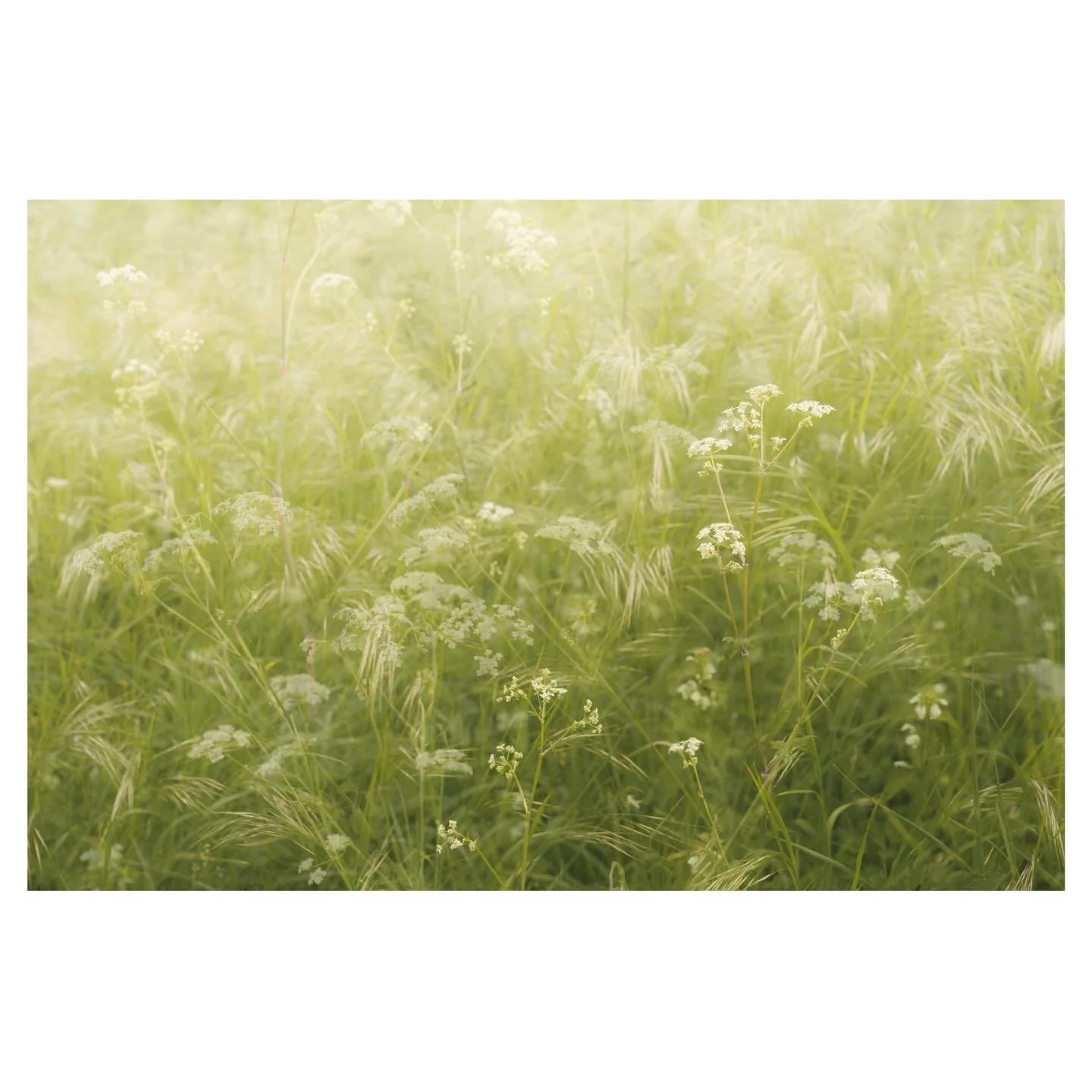 Ode to spring&hellip;
.
.
.
.
#cowparsley #grasses #spring