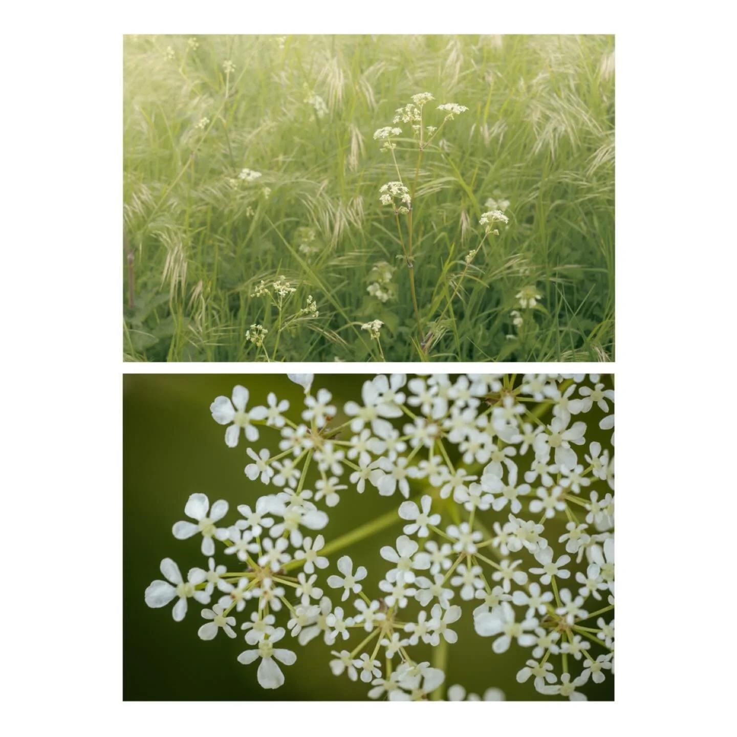 Ode to spring&hellip;.and cow parsley
.
.
.
.
#odetospring #cowparsley #grasses #spring