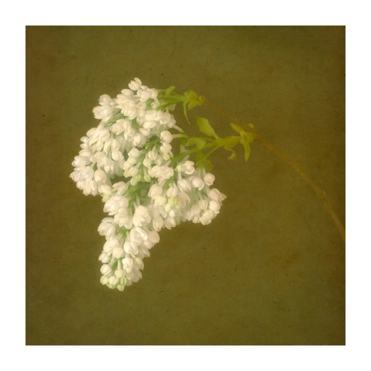 Lilac variations - three renditions 
.
.
.
.
.
#lilac #flowerphotography