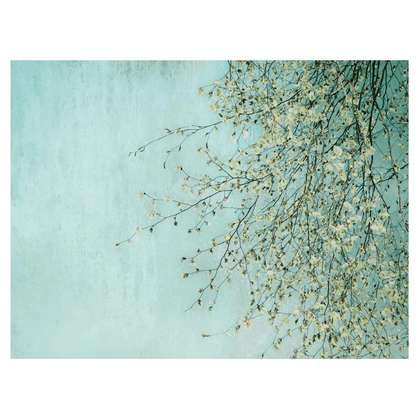 Muted Spring&hellip;
.
.
.
.
.
#spring #branch