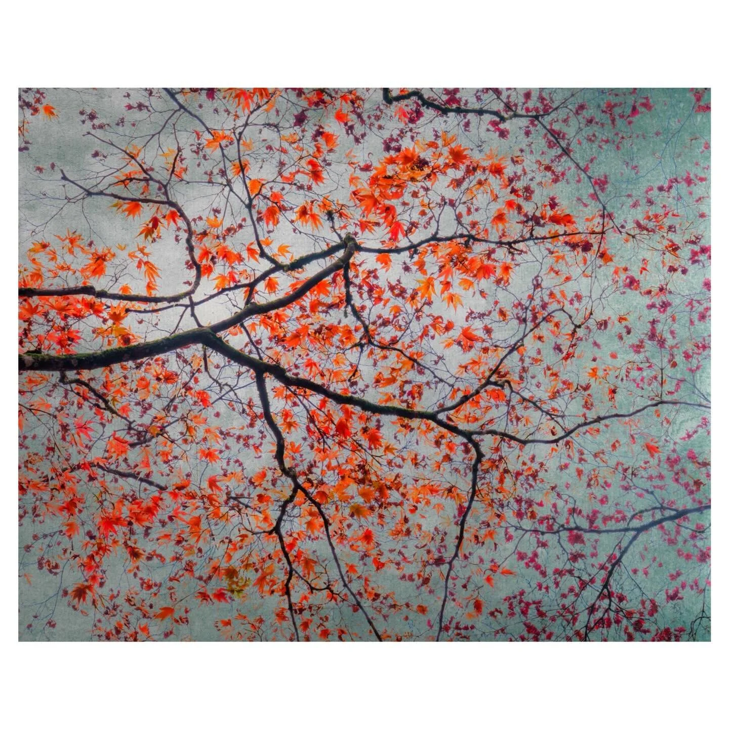 From my Zen Nature series
.
.
.
.
#zennature #acer #branch #impressionism #abstractphotography