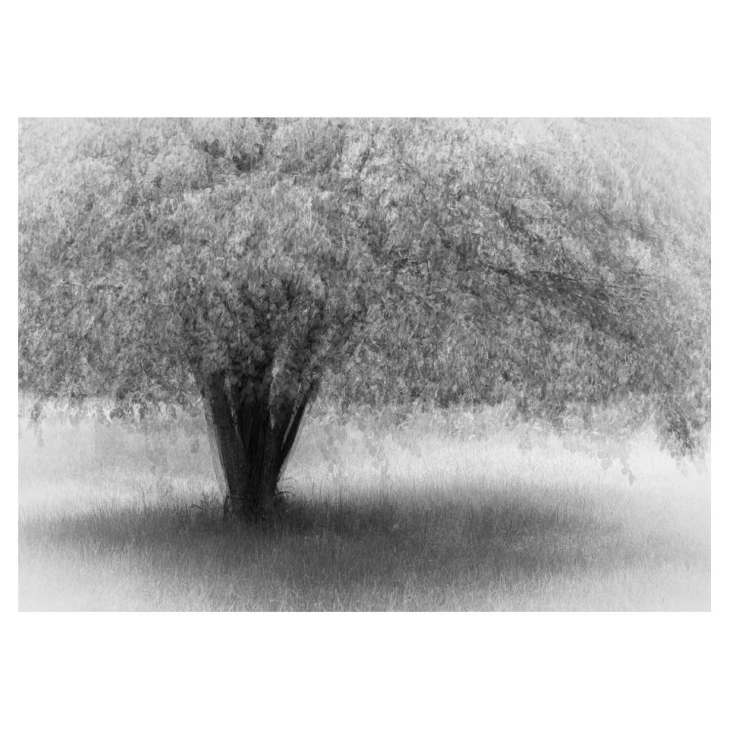Nature&rsquo;s prima ballerina&hellip;
.
.
.
.
#tree #bnw #blackandwhitephotography #shade