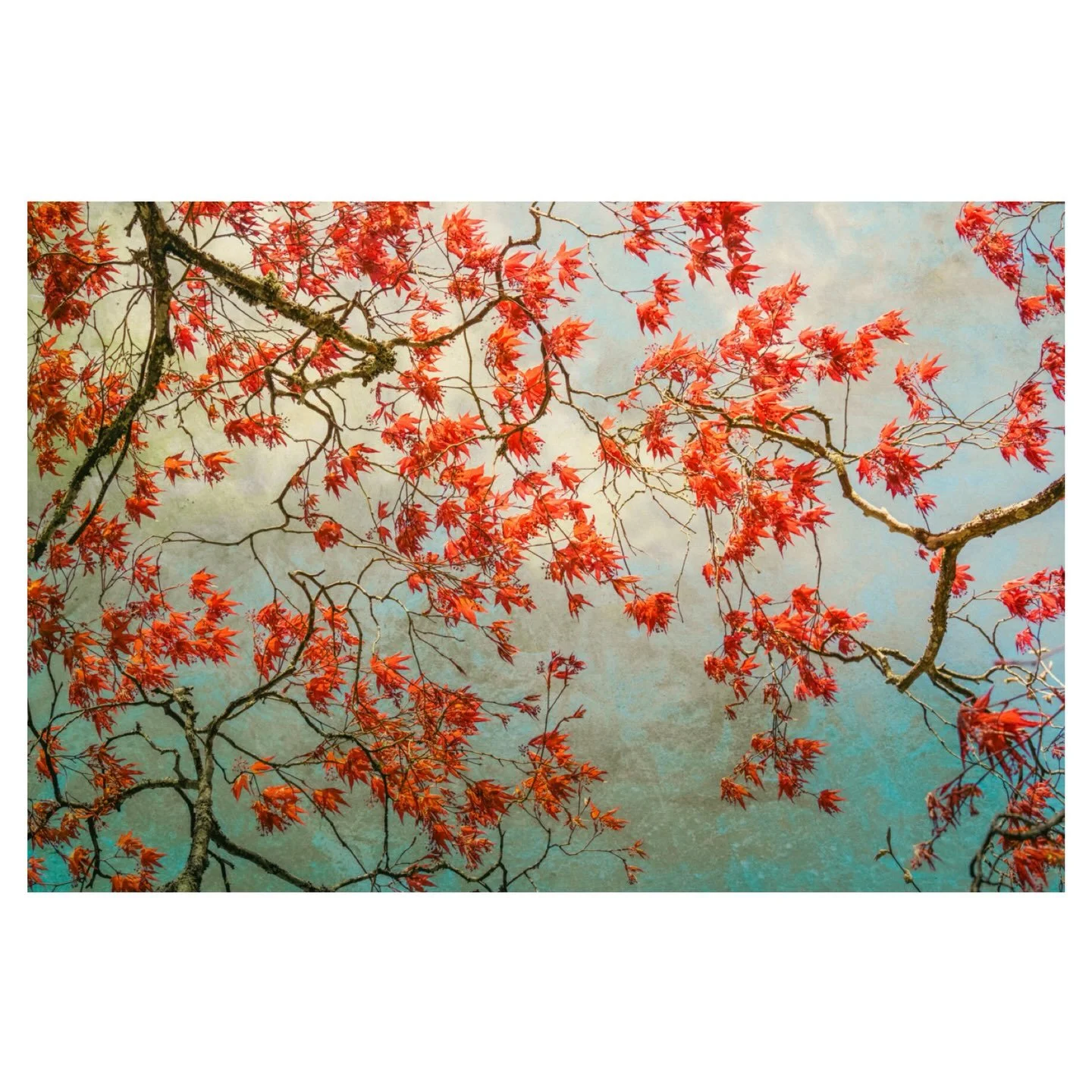 Under the Acer
.
.
.
.
#acer #branches