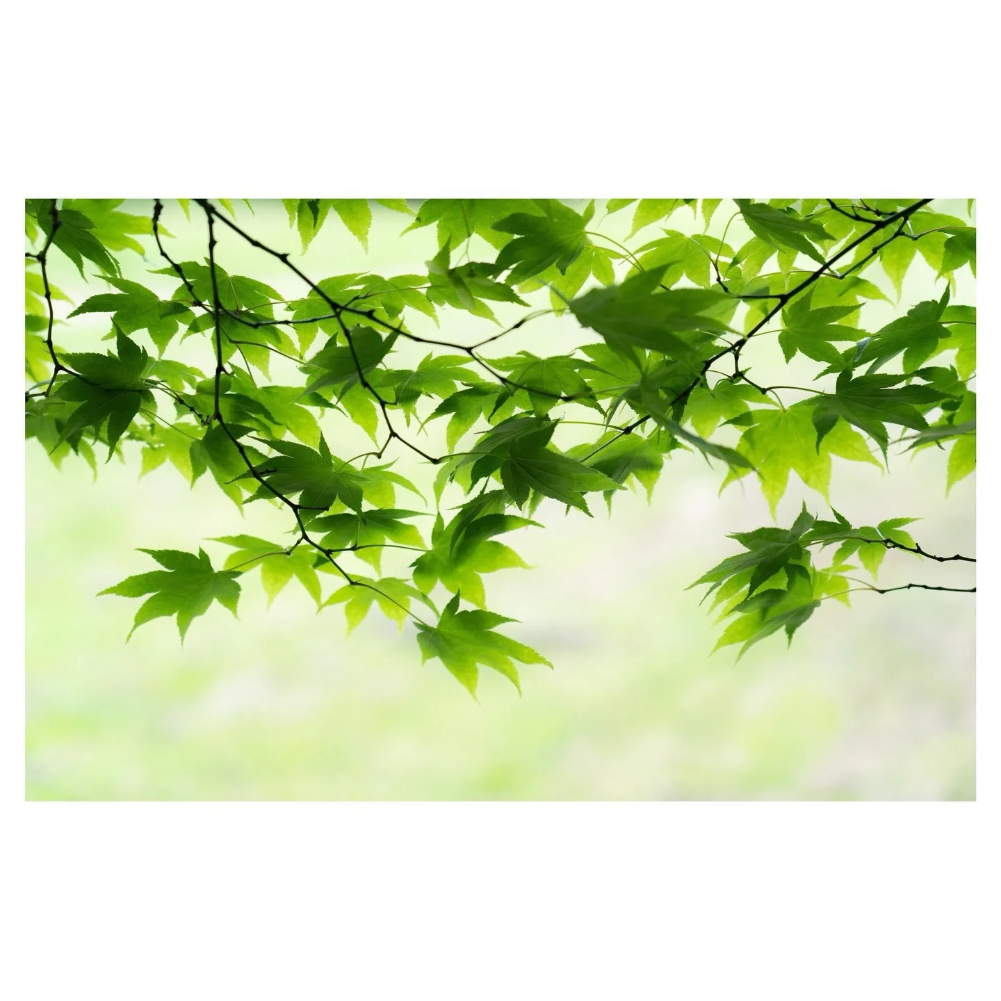 In the shade of the Acer
.
.
.
.
#shade #acer #maple #tree