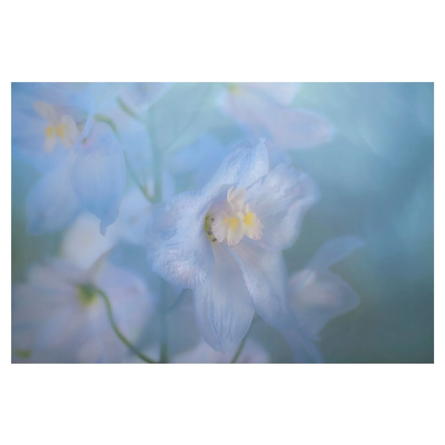 Kind of Blue
.
.
.
.
#delphinium #flowerdesign #flowerphotography