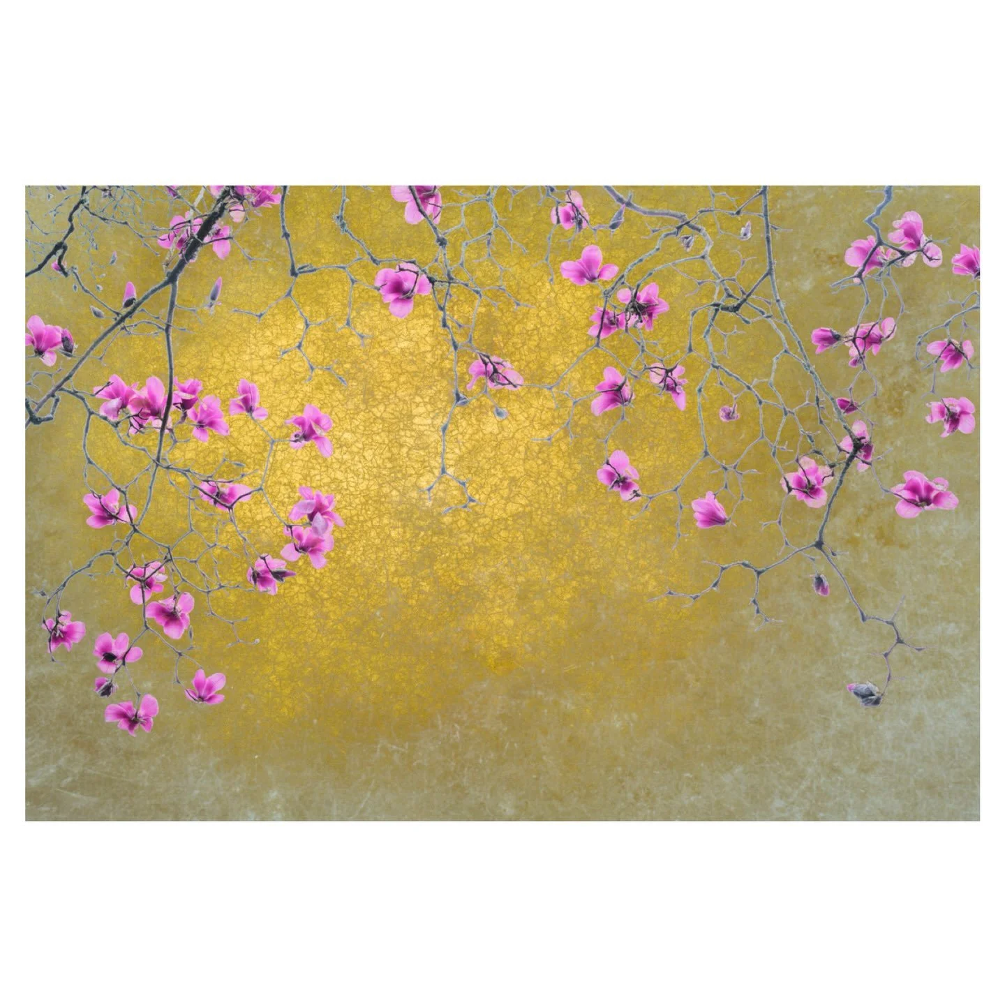 Pink on gold
.
.
.
.
#magnolia