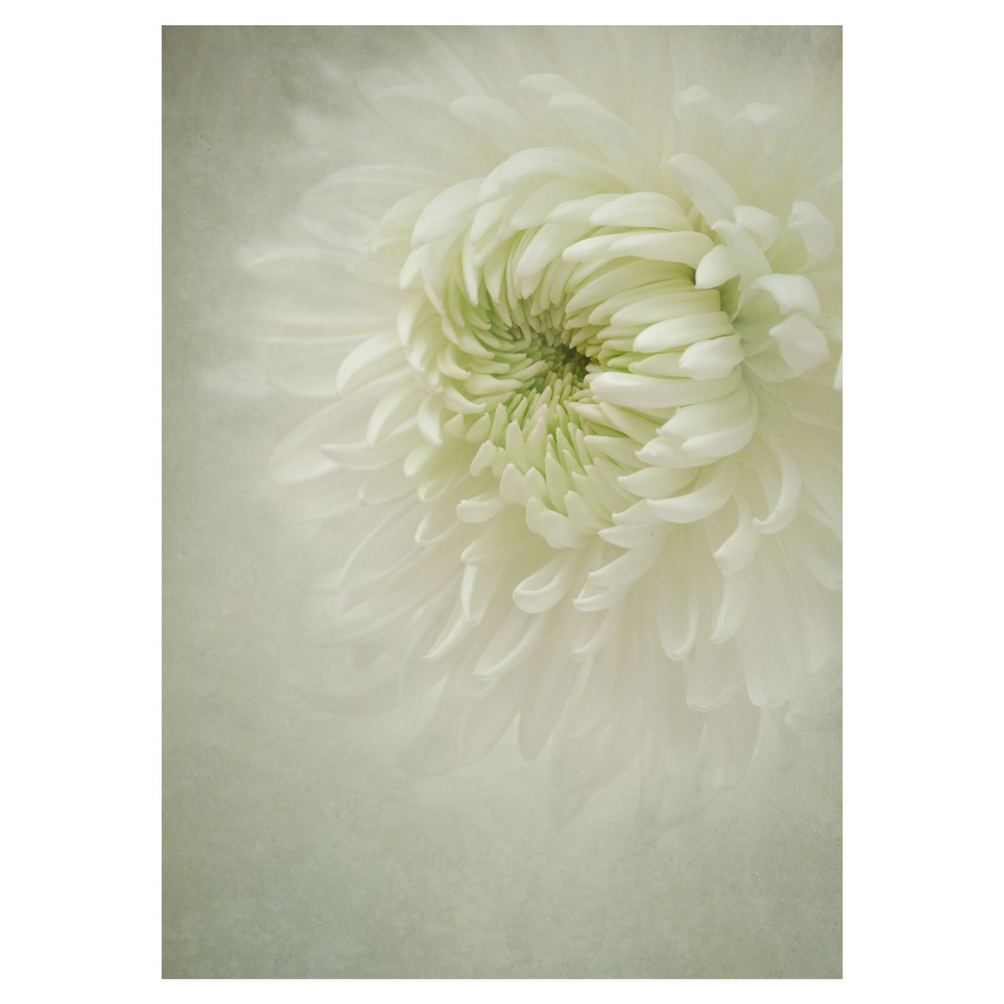 Chrysanthemum 
.
.
.
.
#chrysanthemum #flowerphotography