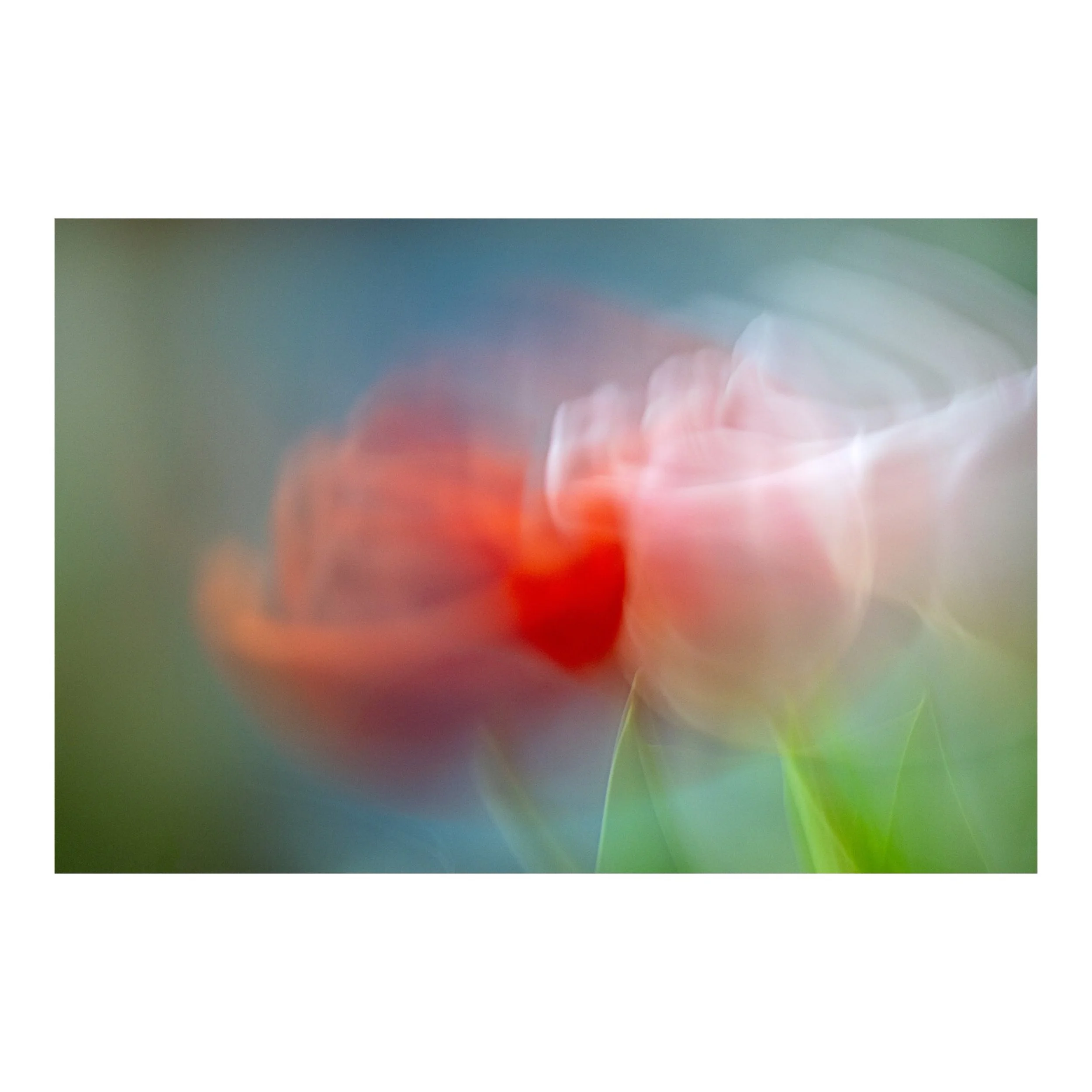 Two of a kind&hellip;
.
.
.
.
#tulips #flora #flowers