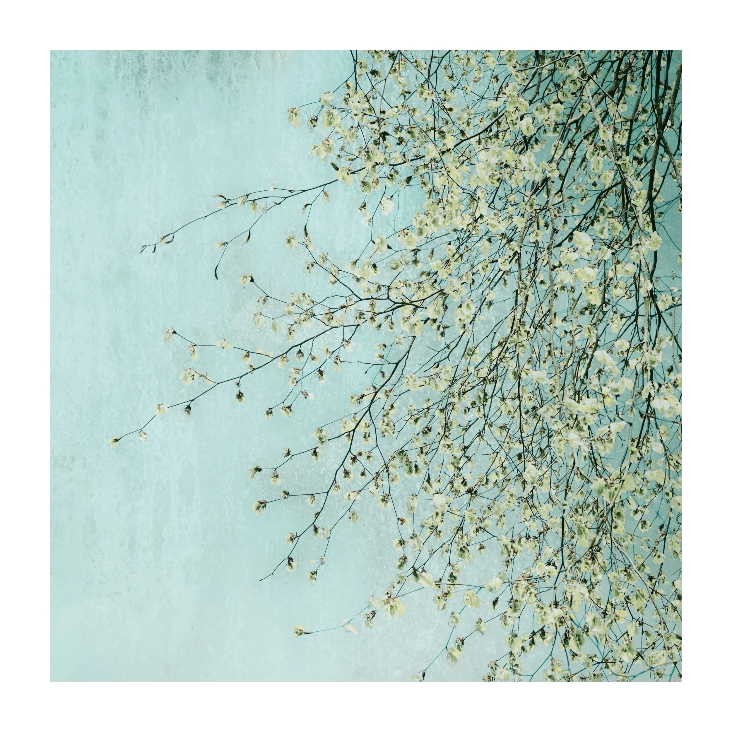 A lovely meeting of music and photography&hellip;.

Musician @indiabourne_ recently licensed this image, Muted Spring, to use as artwork for her new single, Kamikaze. 

India discovered the image on Instagram and felt it connected with the song, whic